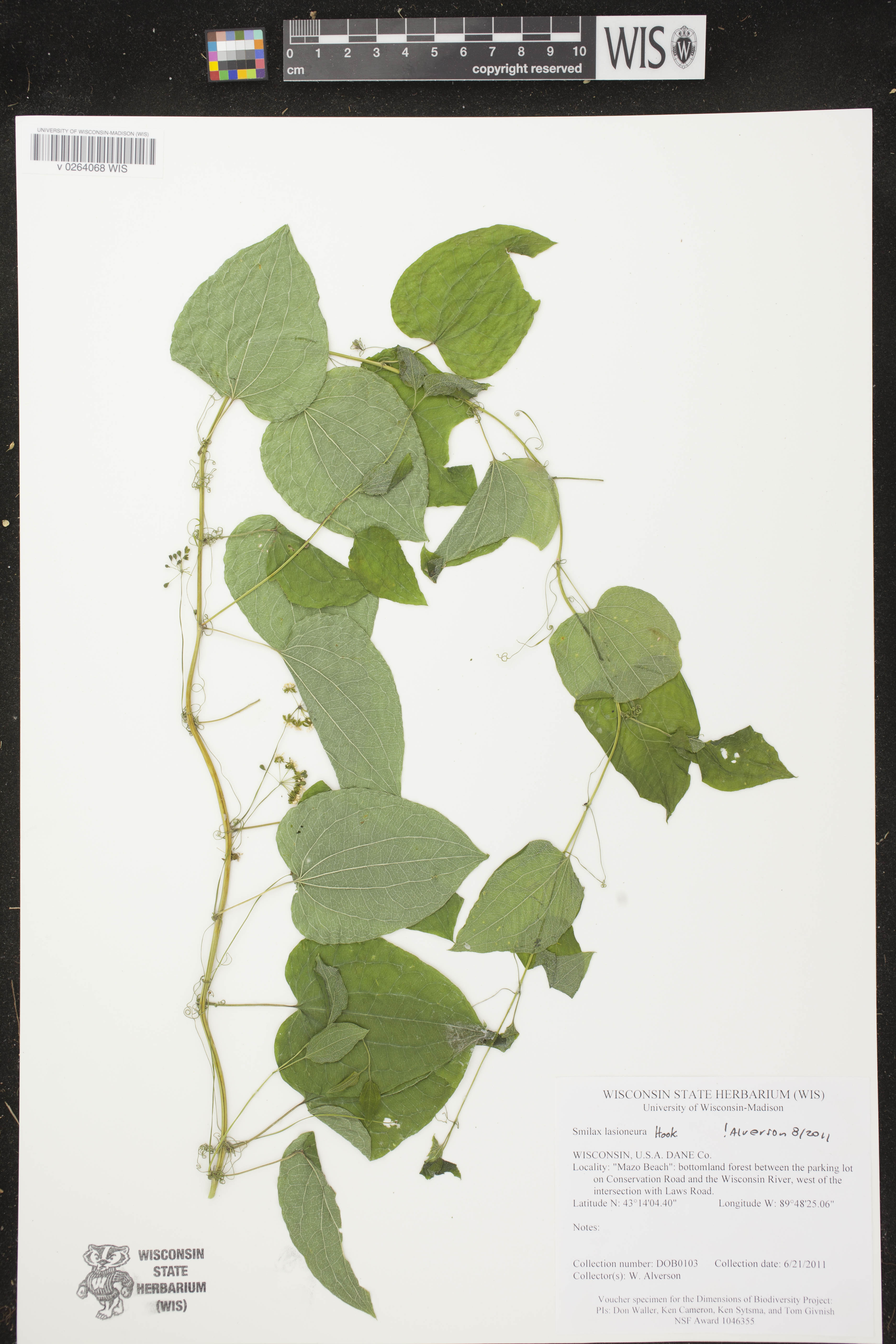 Smilax lasioneura image