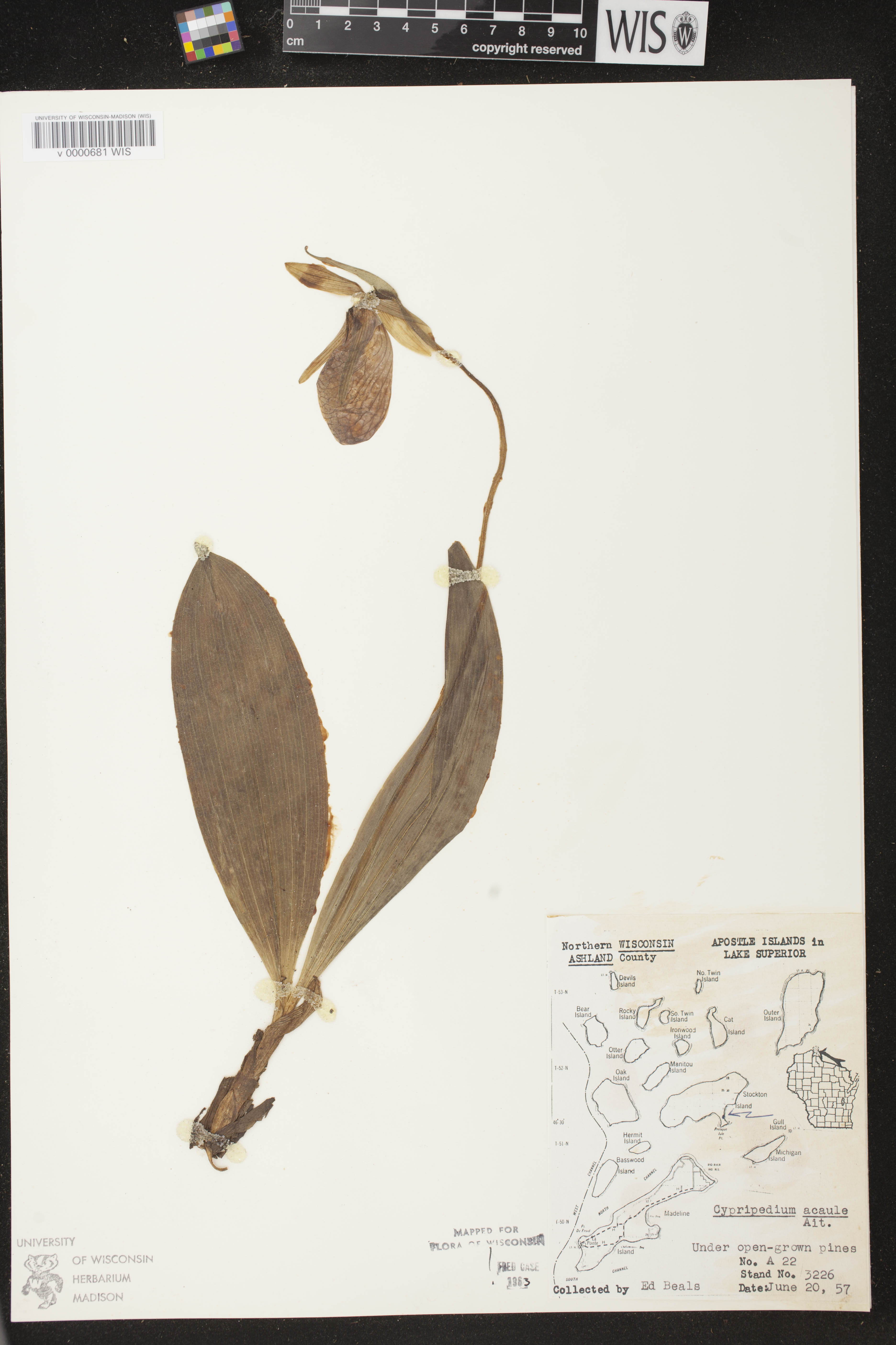 Cypripedium acaule image