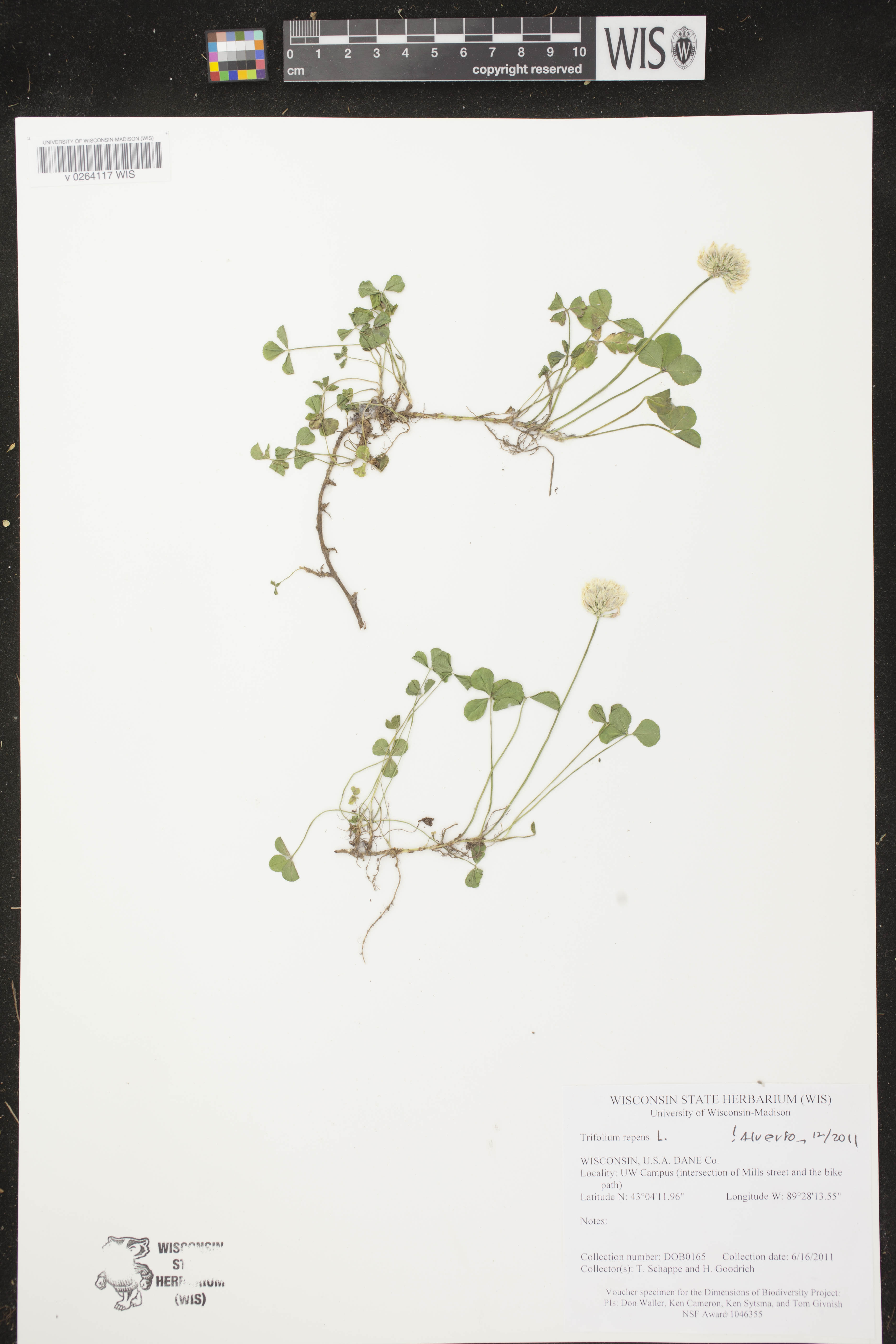 Trifolium repens image