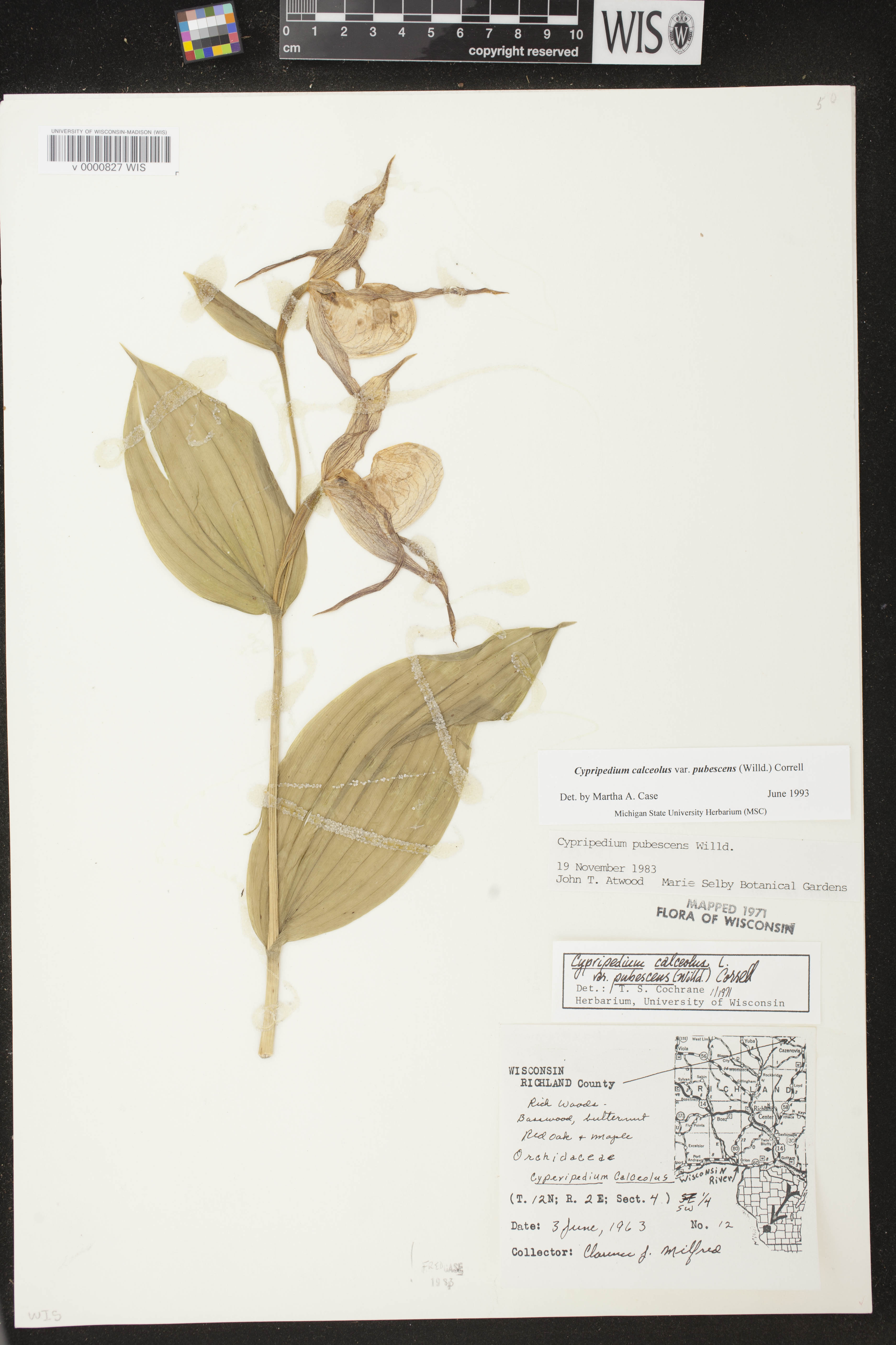 Cypripedium parviflorum image