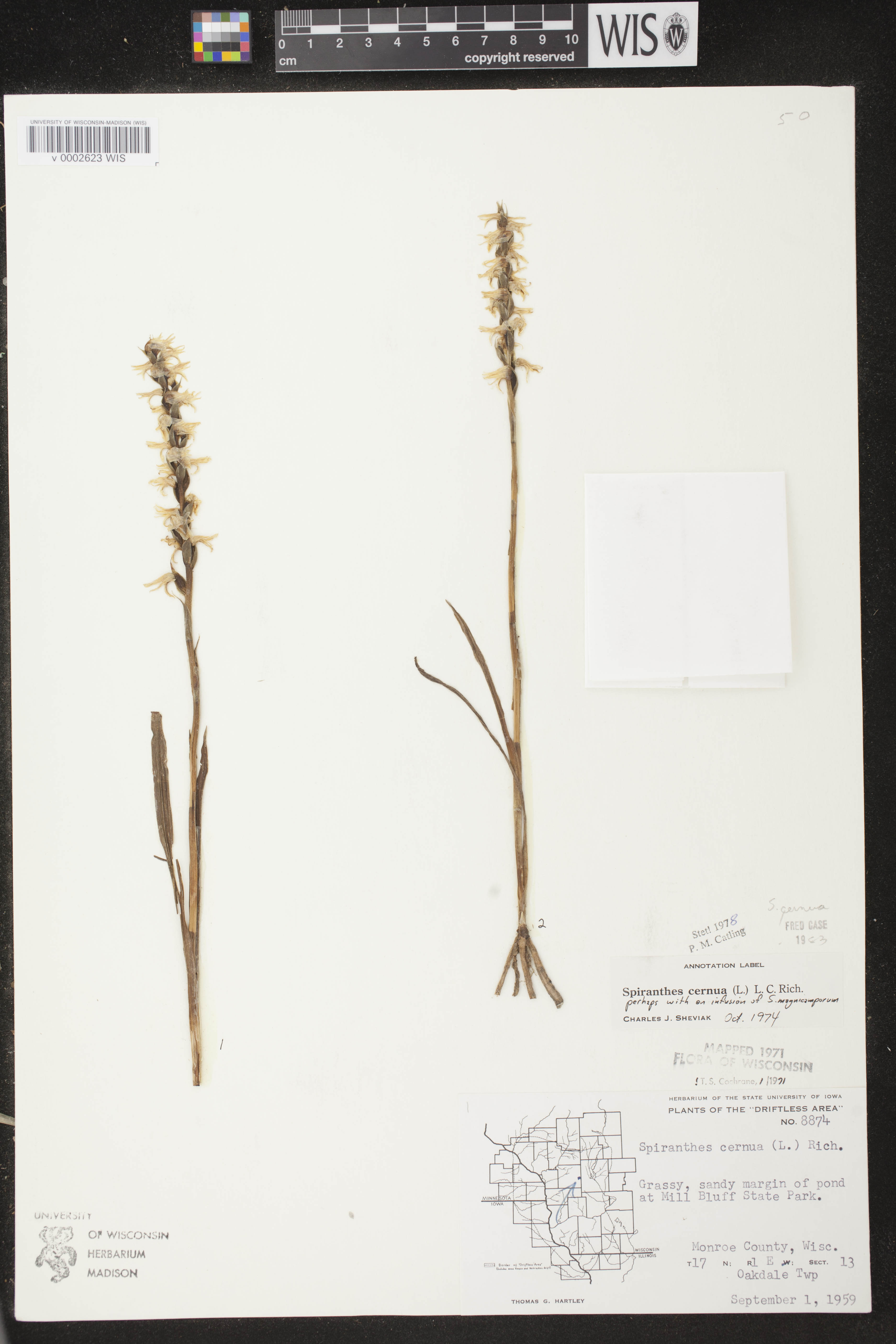 Spiranthes cernua image