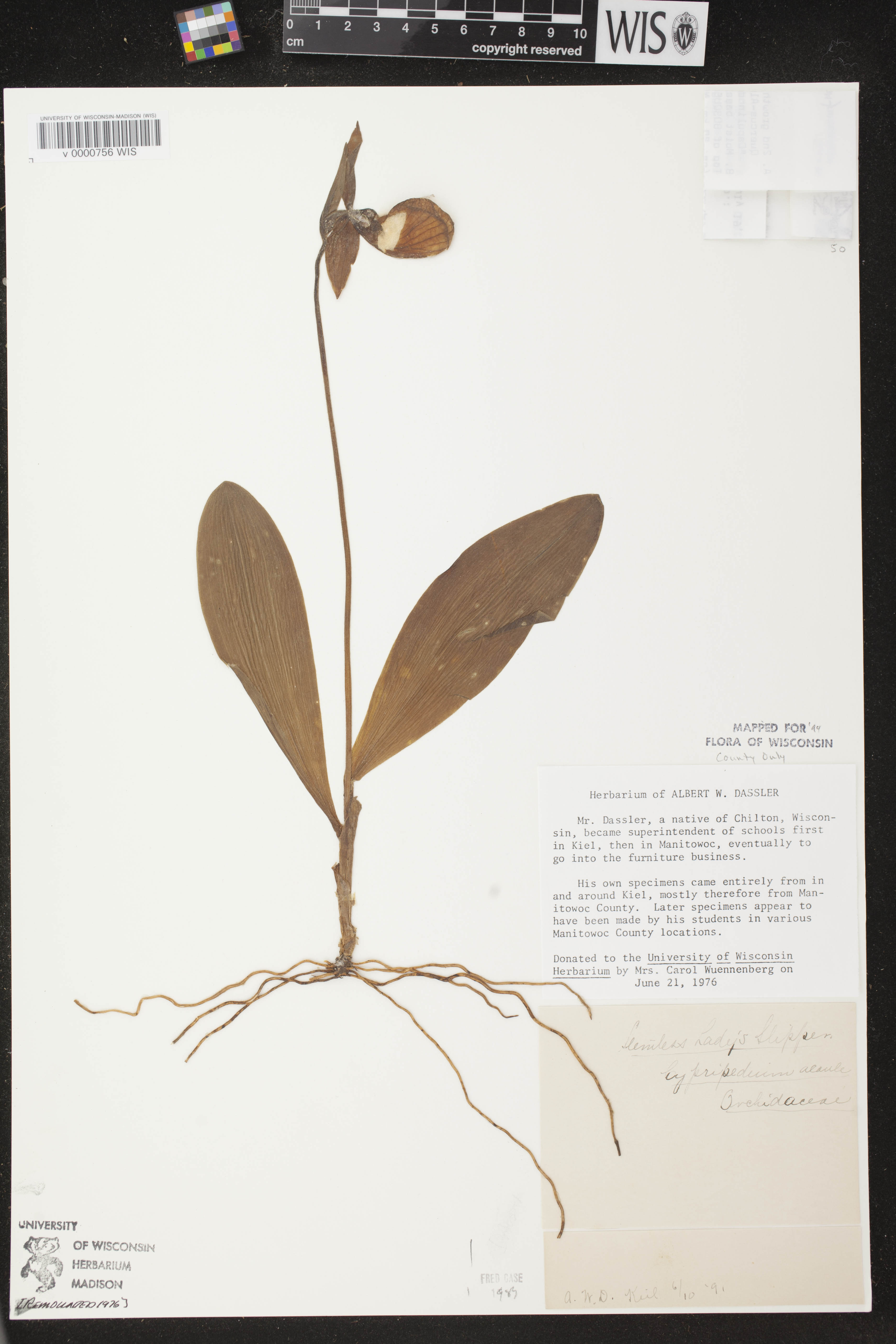 Cypripedium acaule image