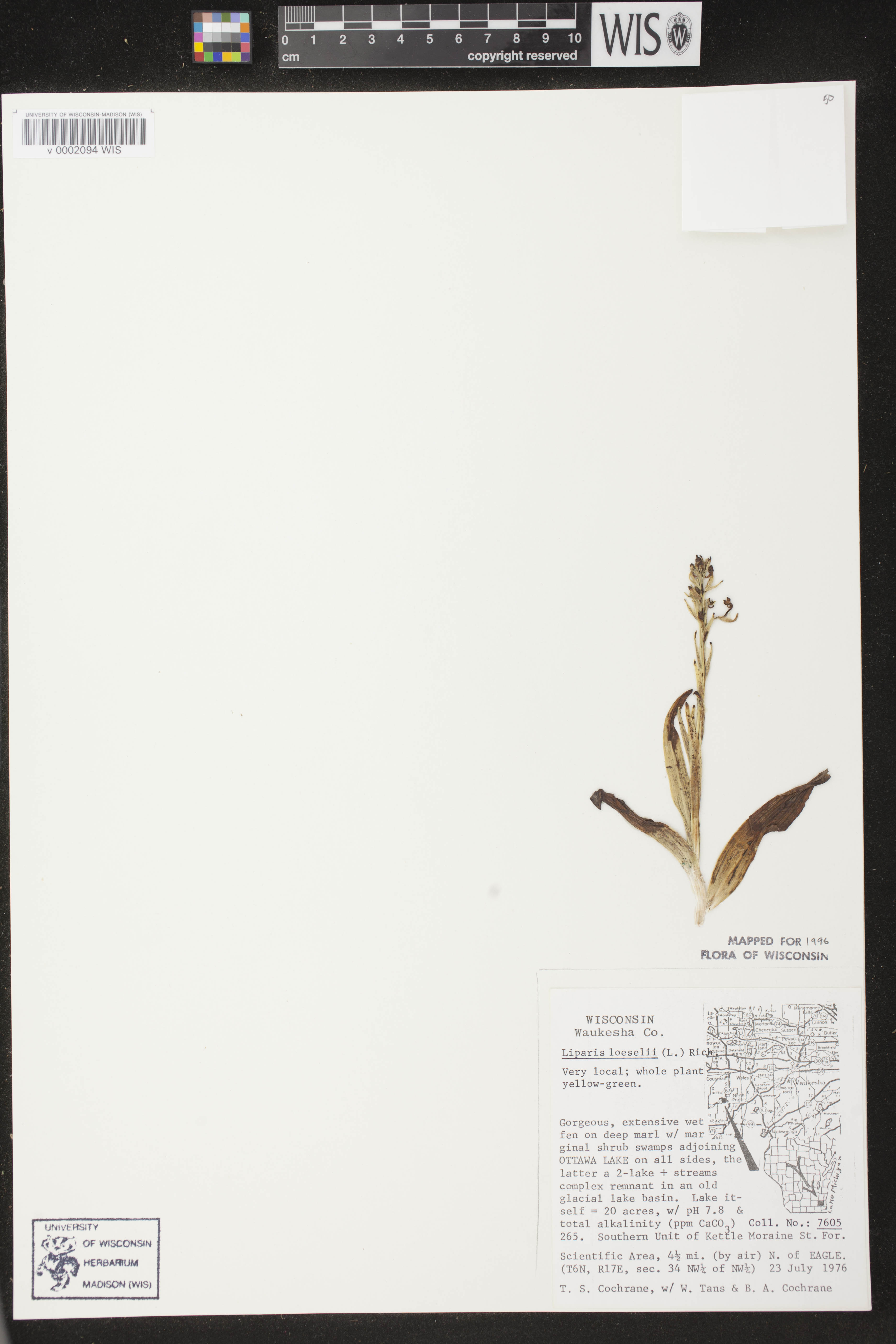 Liparis loeselii image