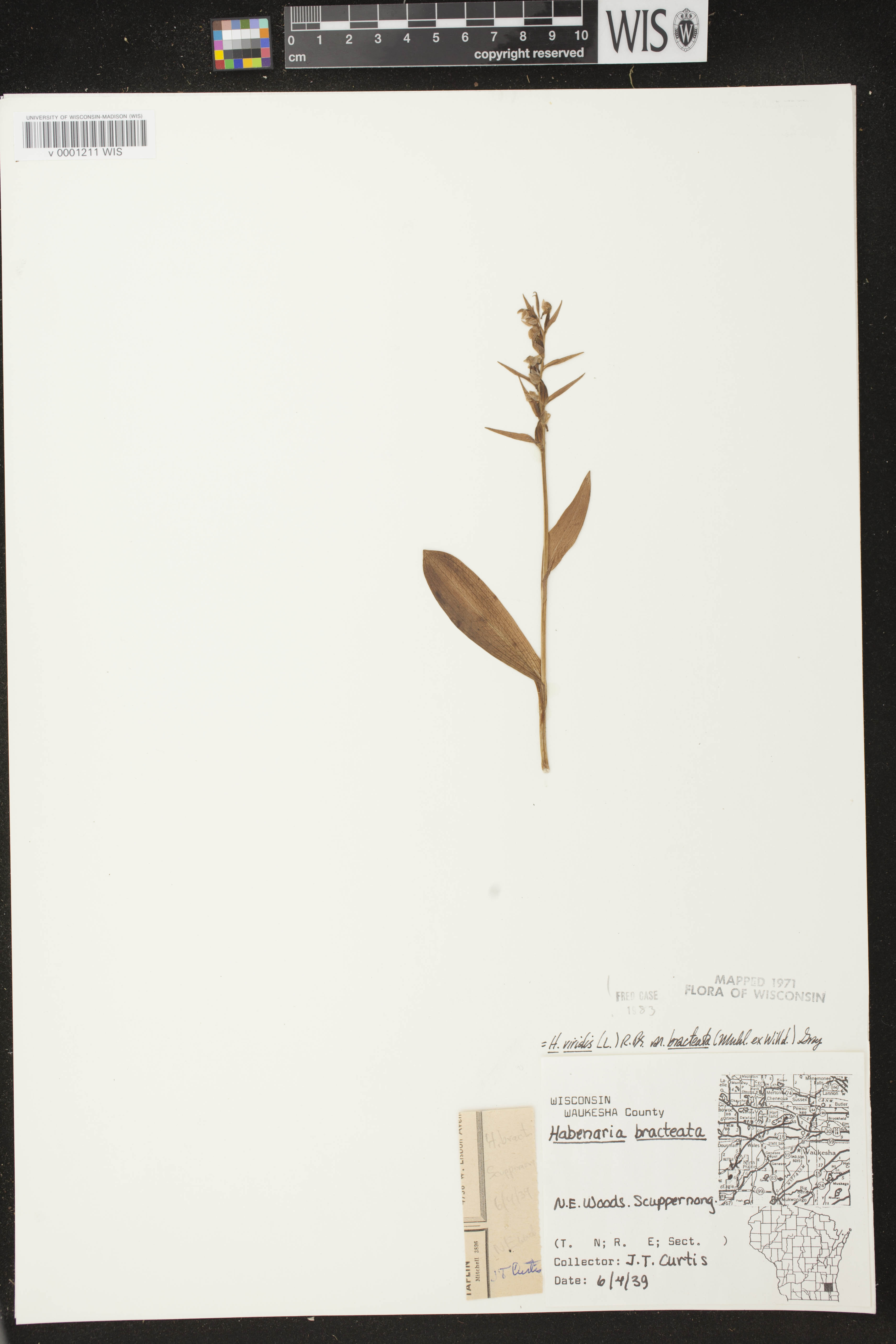 Coeloglossum viride var. virescens image