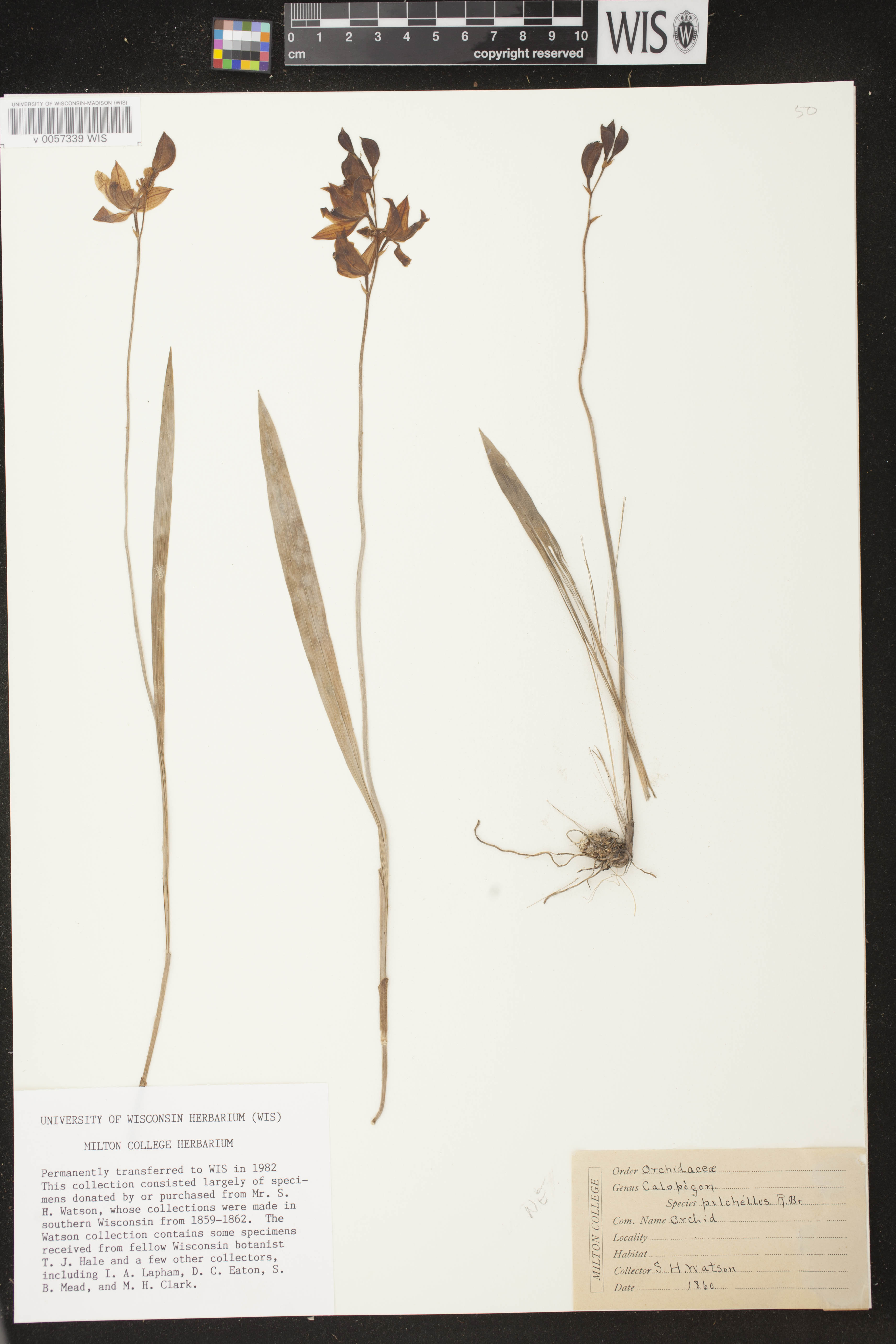 Calopogon tuberosus var. tuberosus image