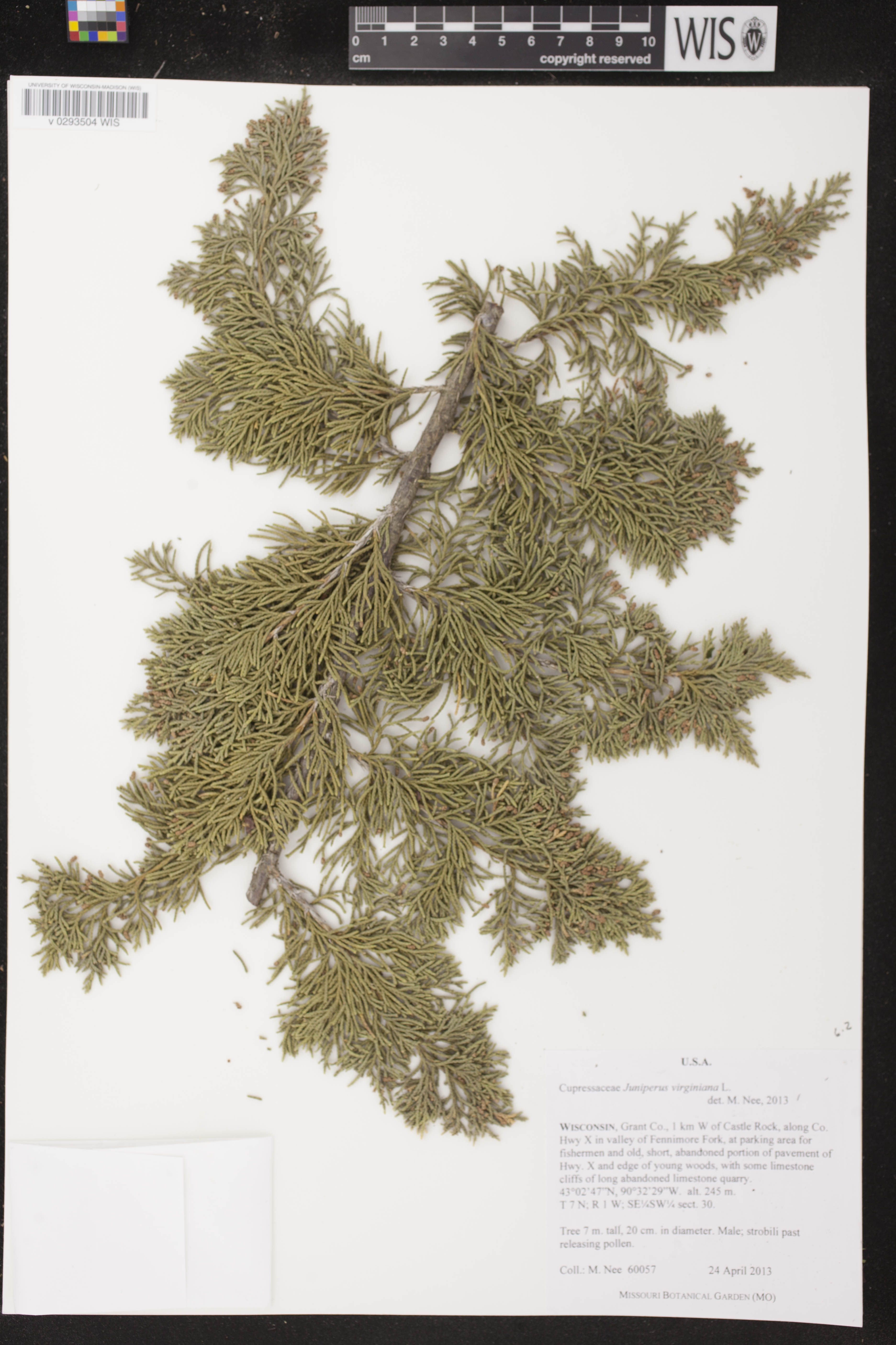 Juniperus virginiana image