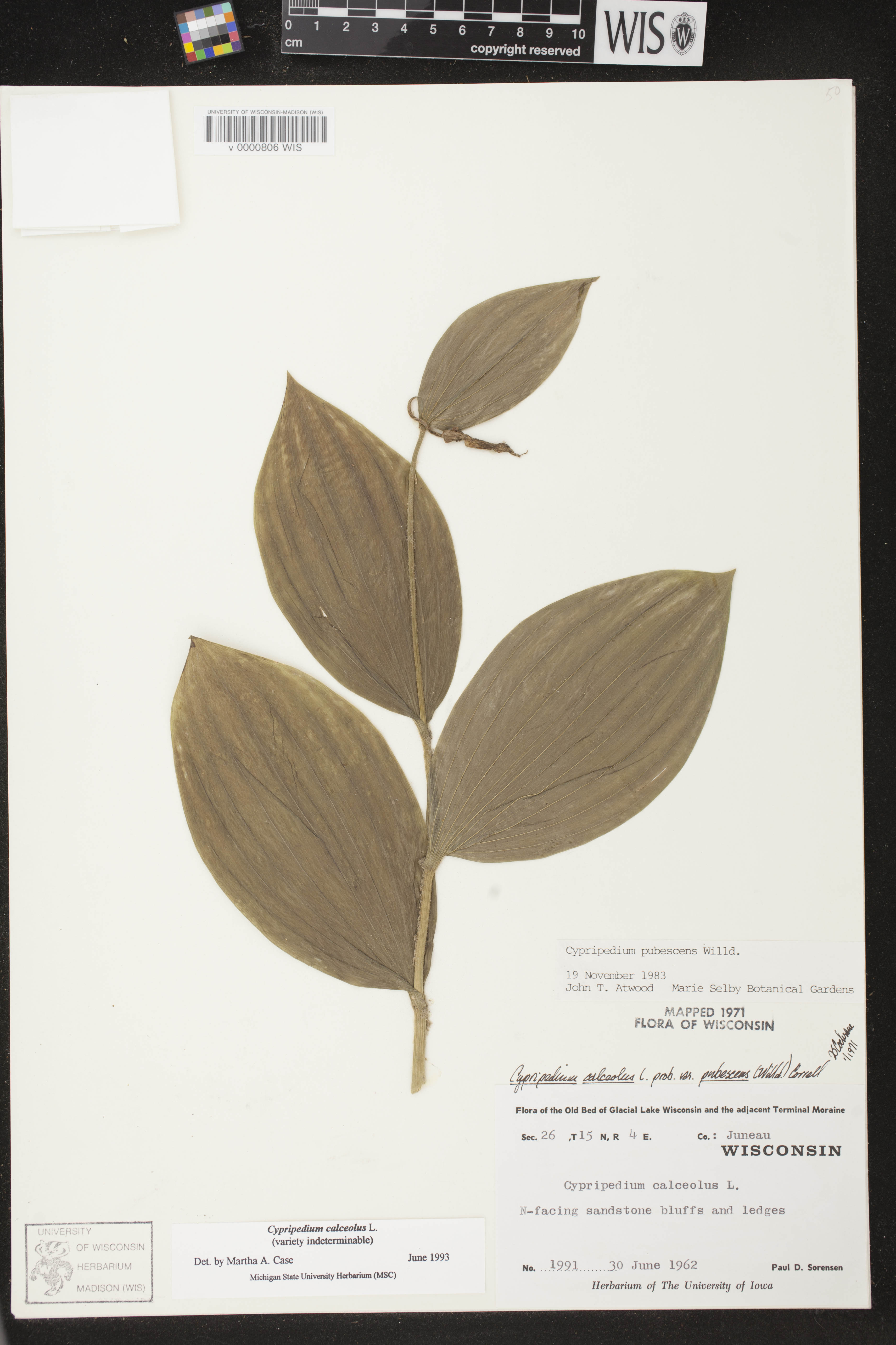 Cypripedium parviflorum image