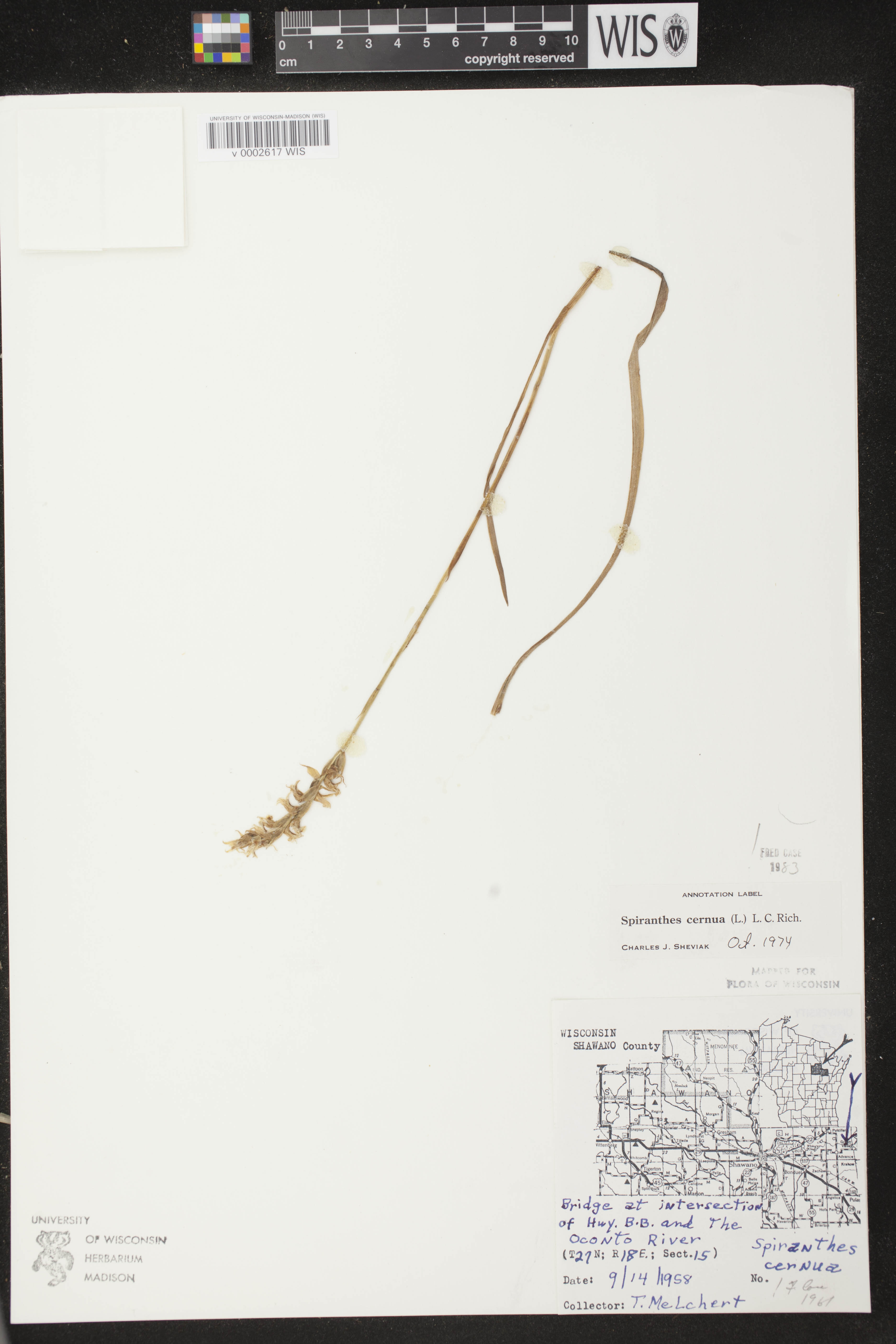 Spiranthes cernua image