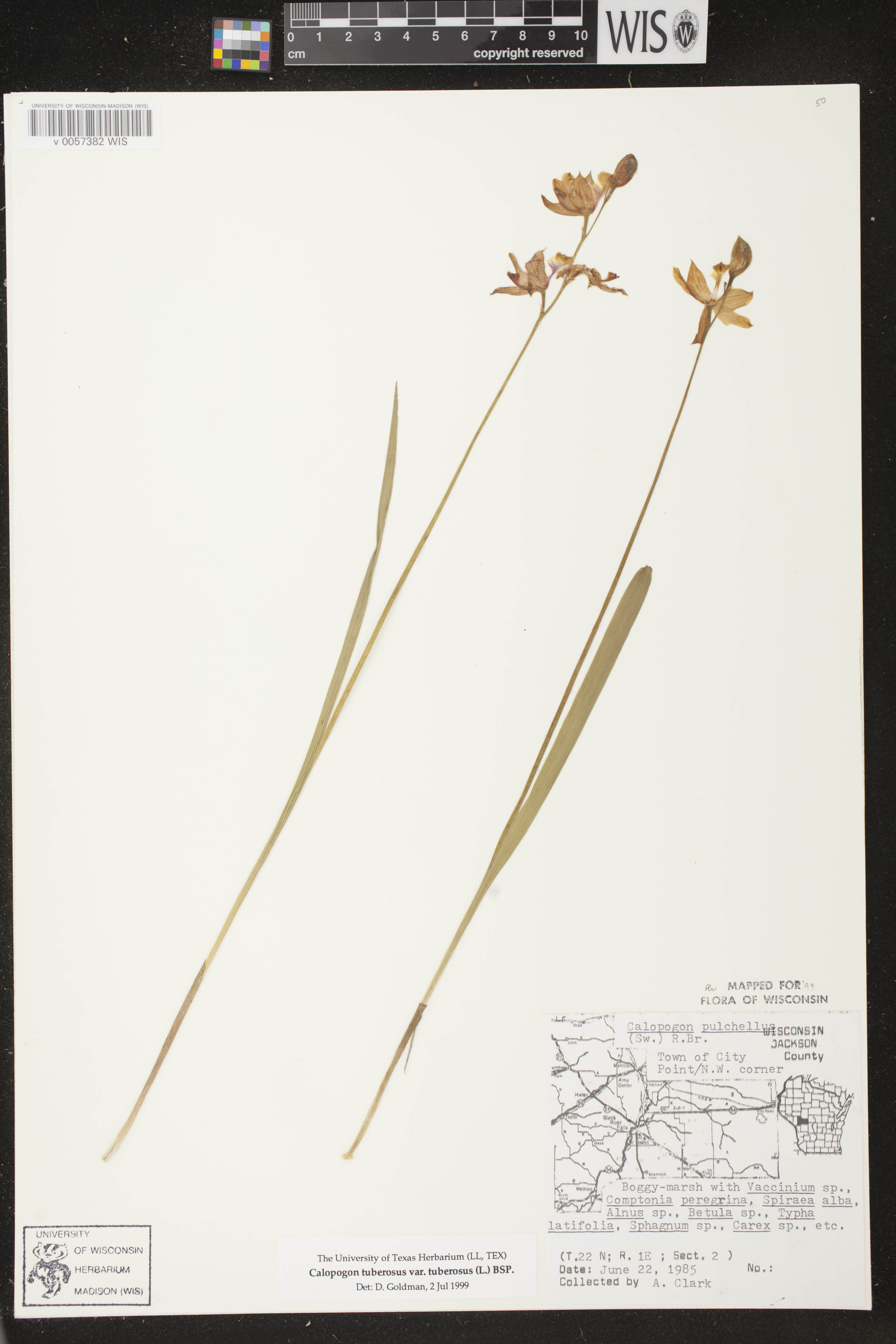 Calopogon tuberosus image