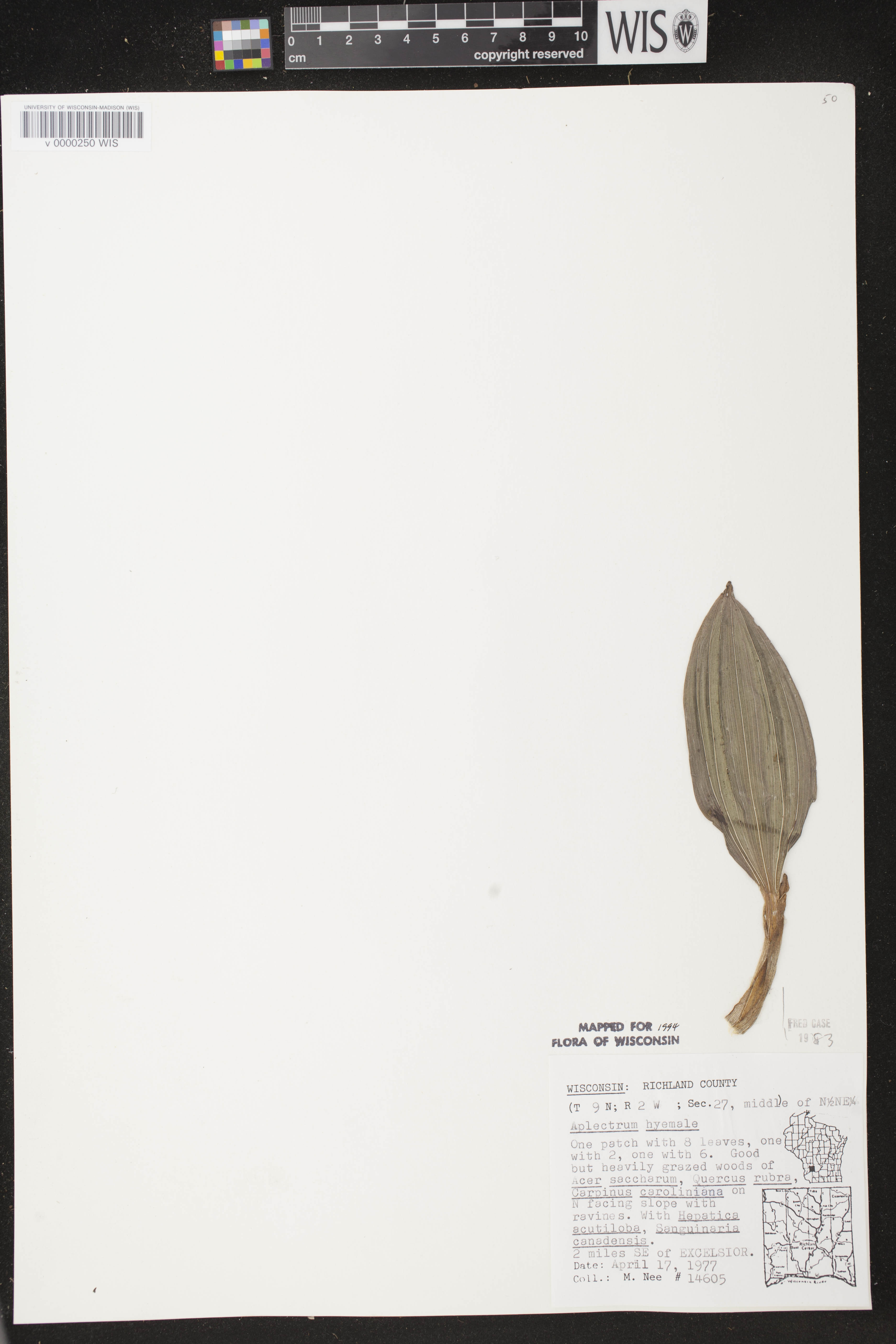 Aplectrum hyemale image
