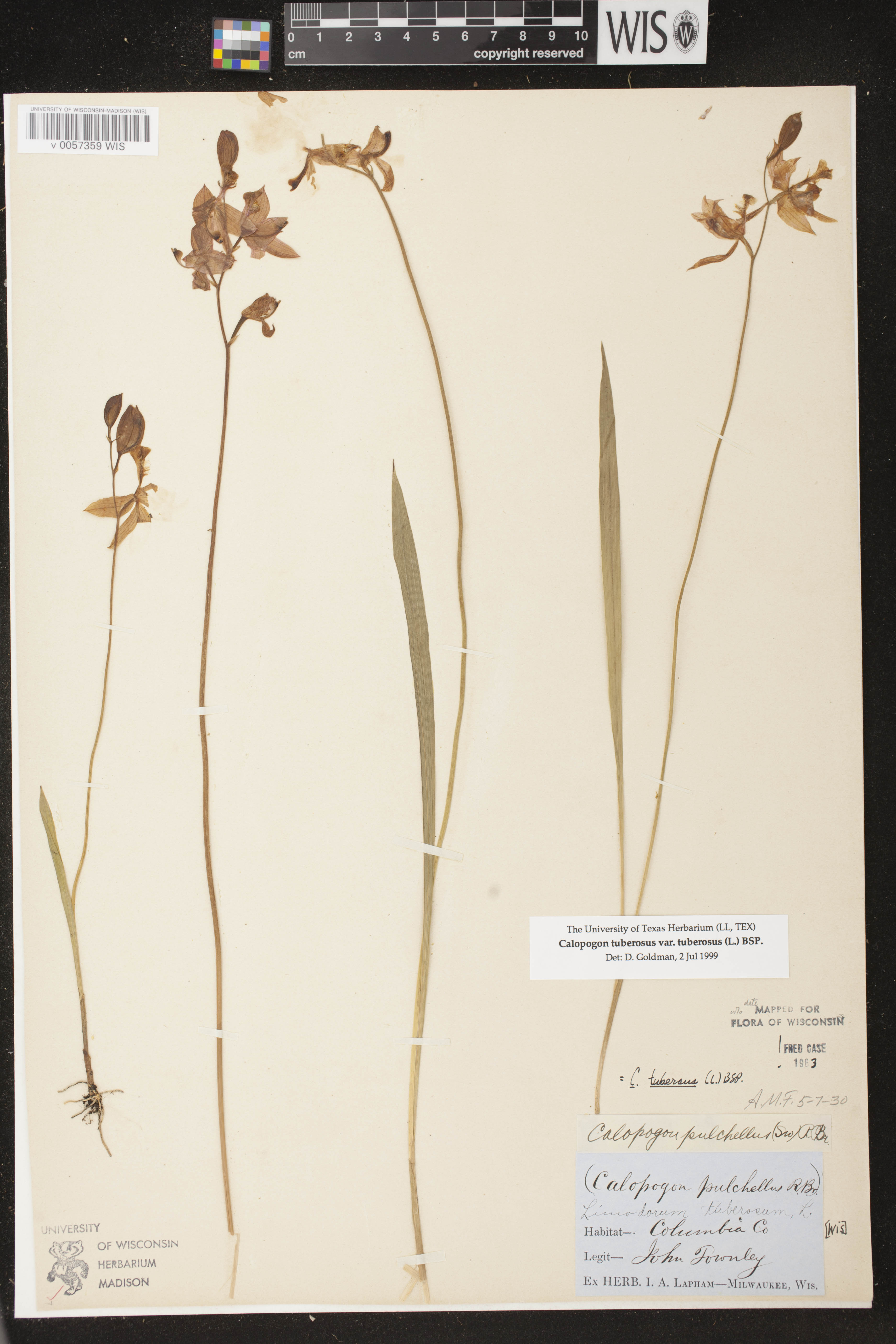 Calopogon tuberosus var. tuberosus image