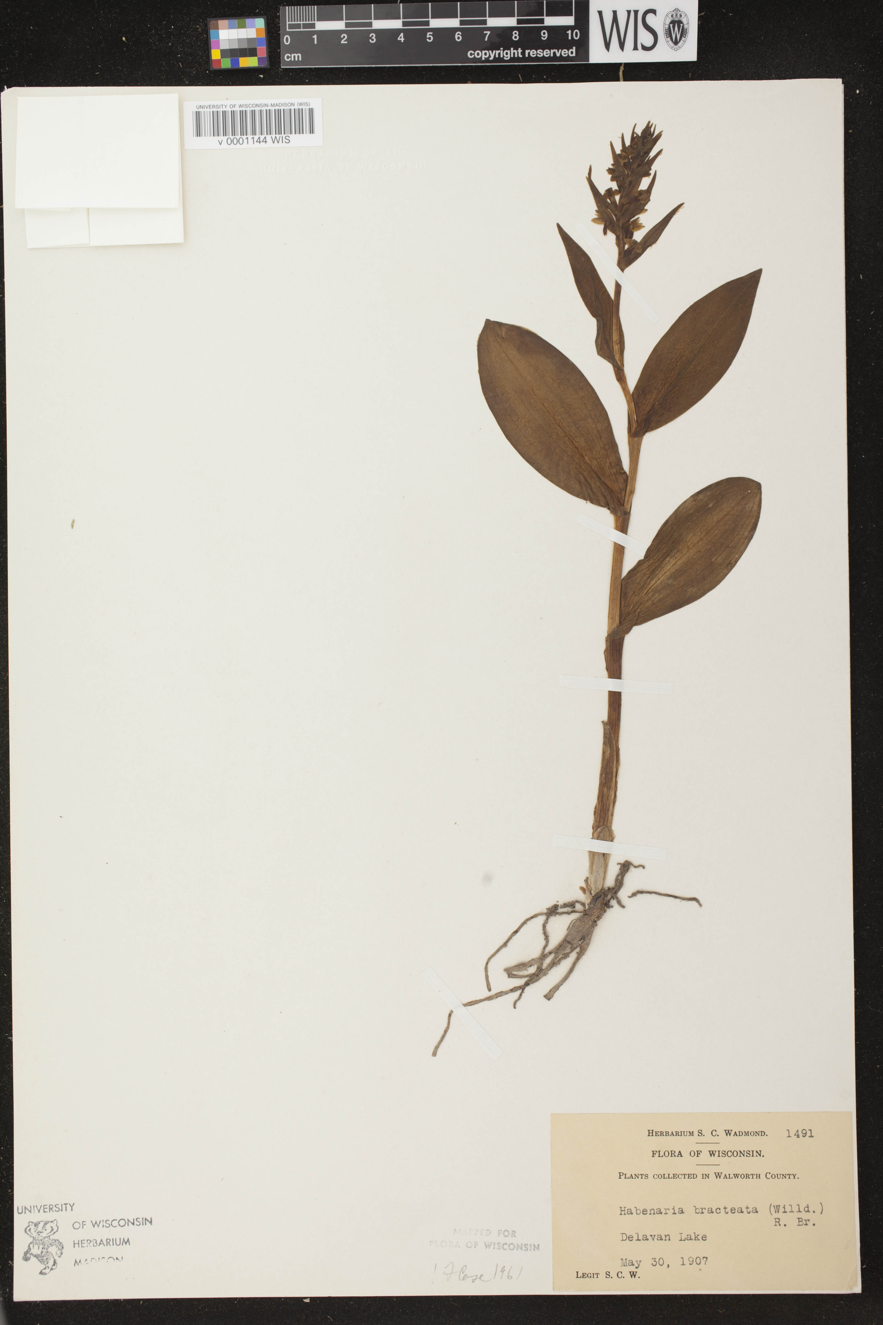Coeloglossum viride var. virescens image
