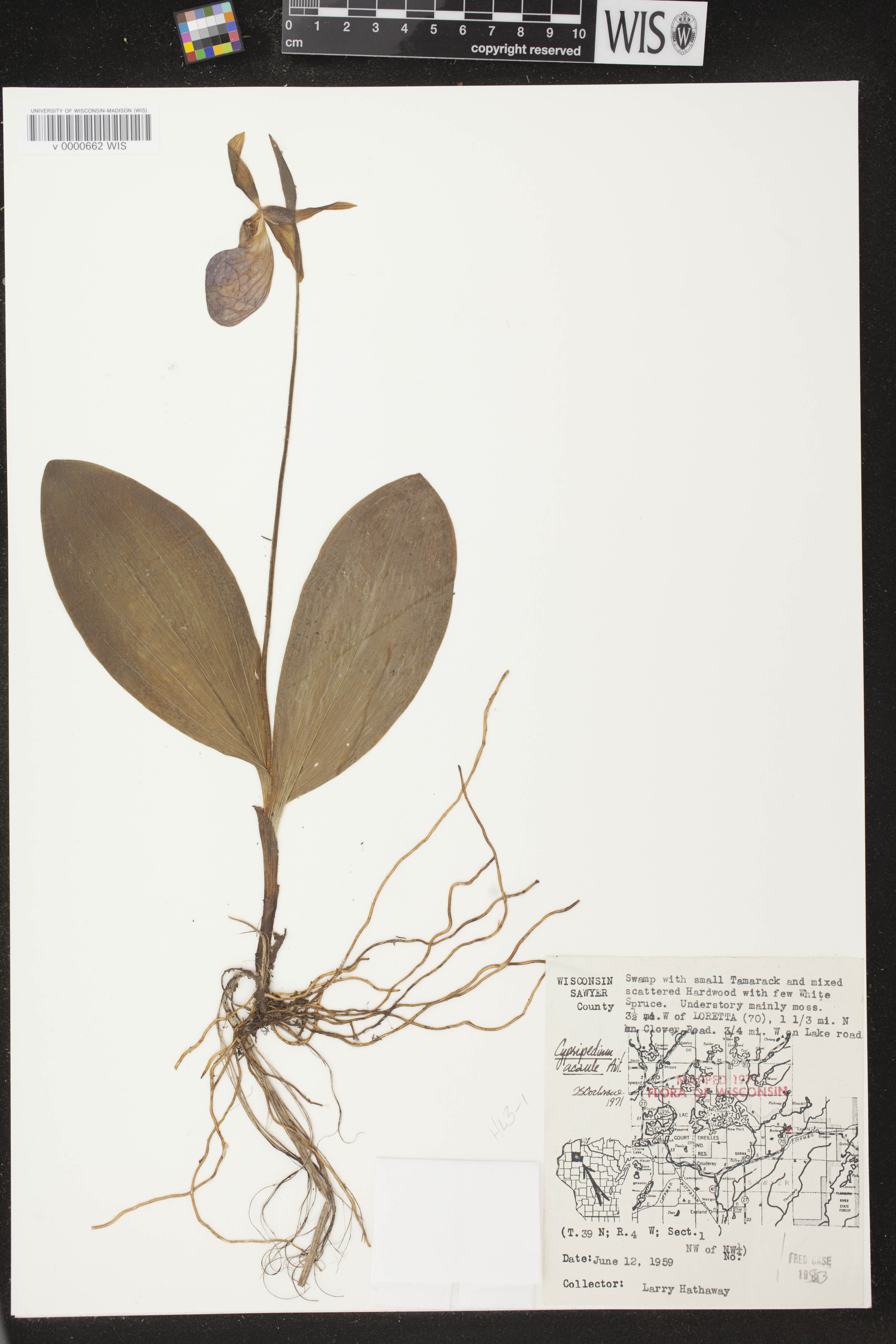Cypripedium acaule image