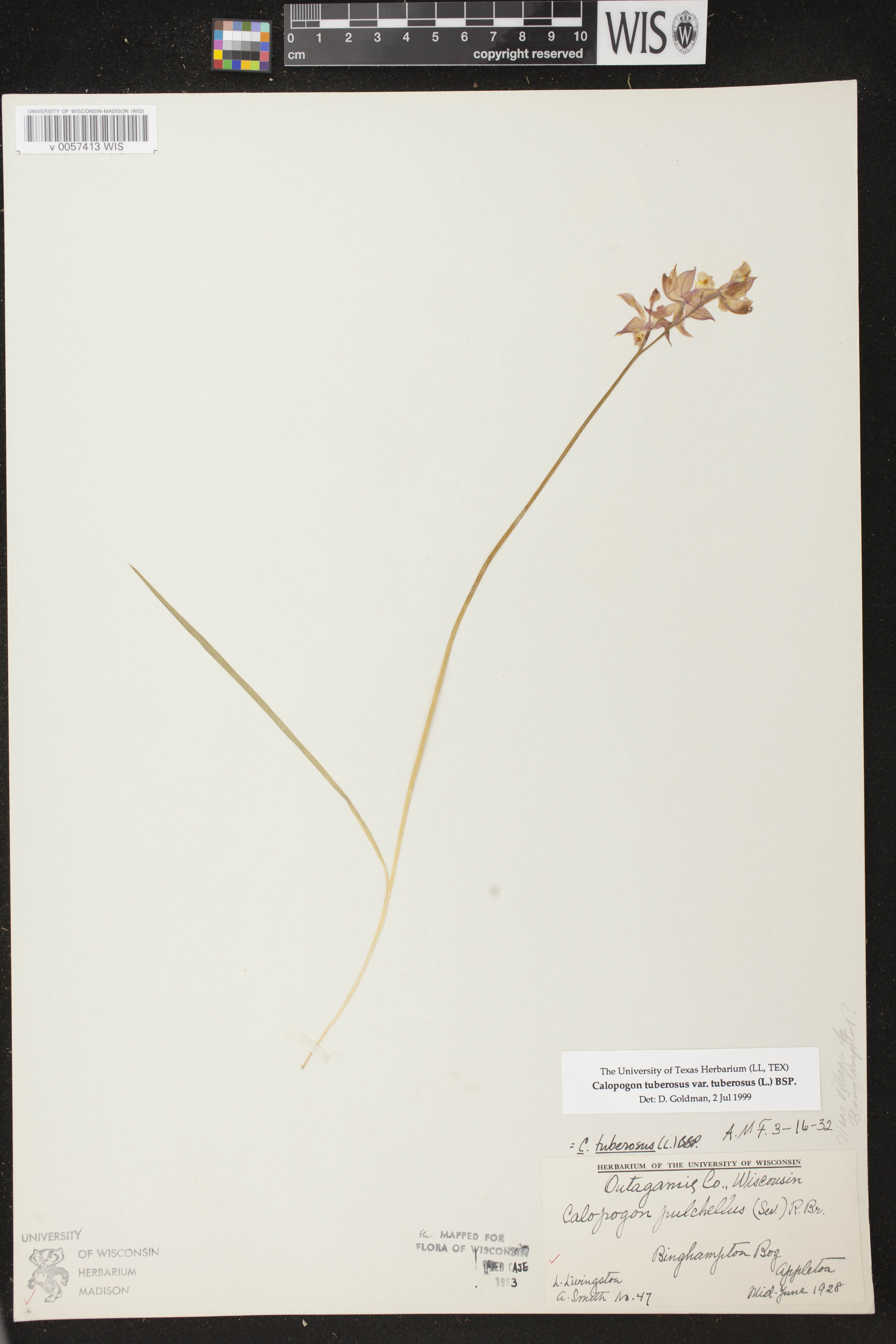 Calopogon tuberosus image