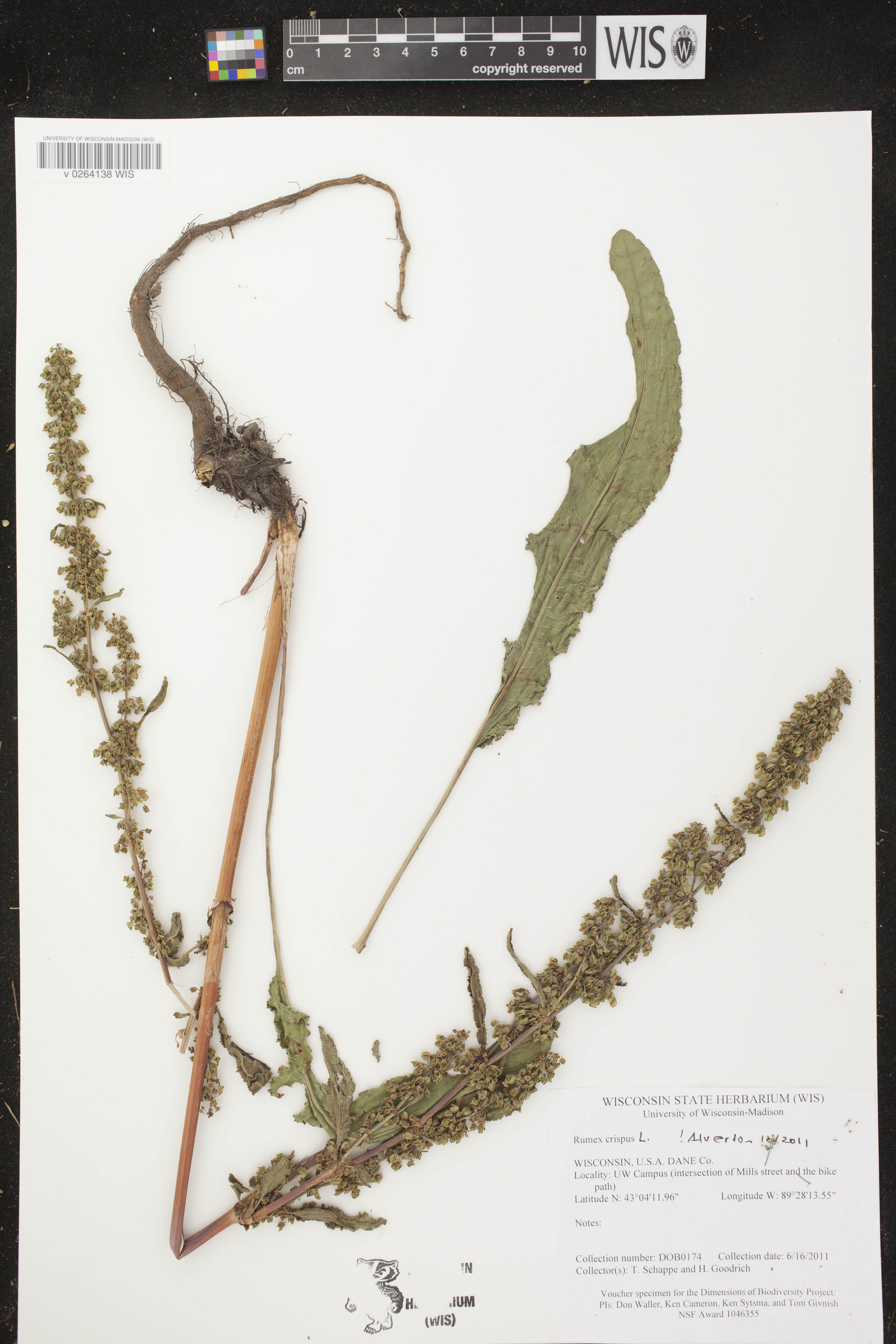 Rumex crispus image
