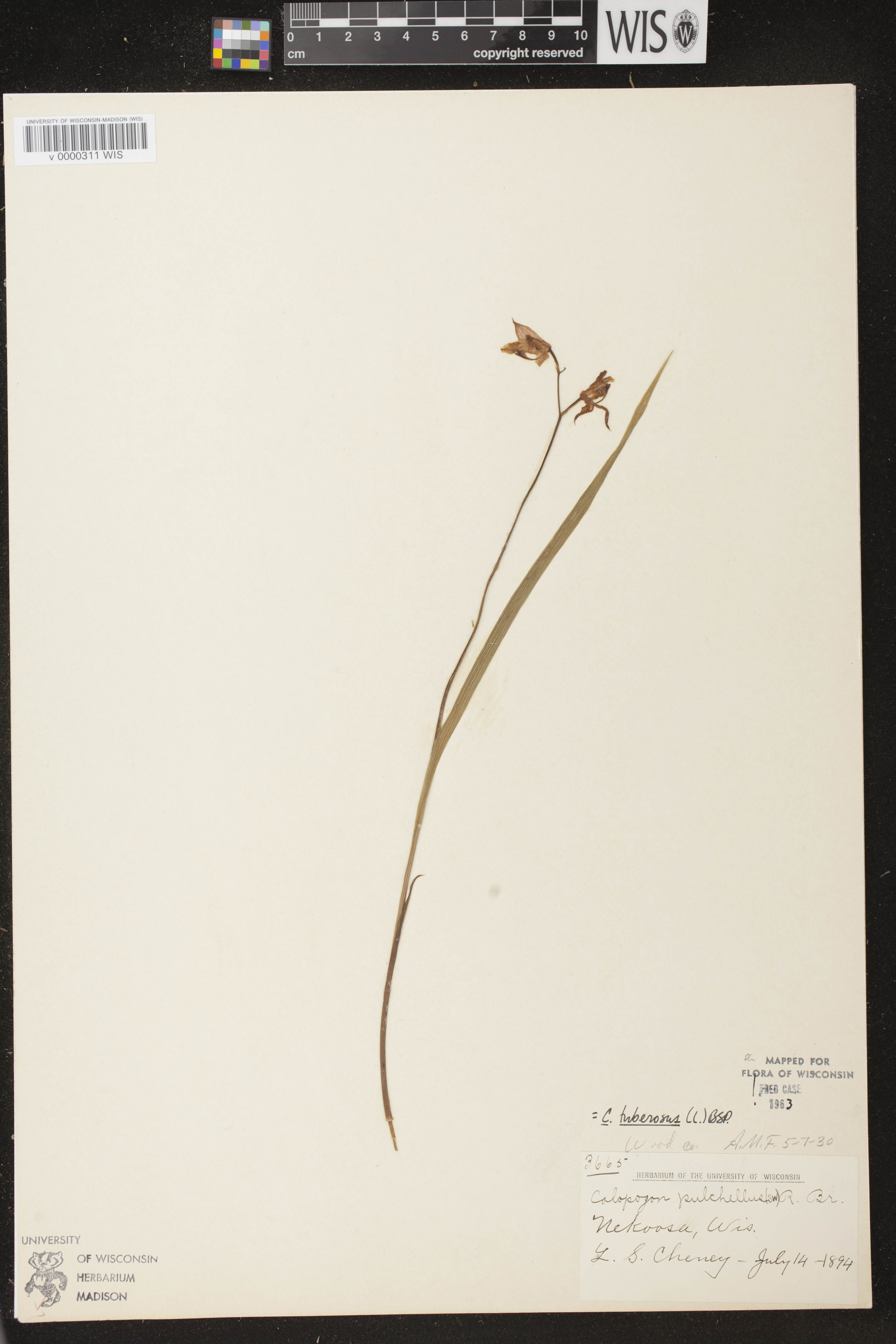Calopogon tuberosus image