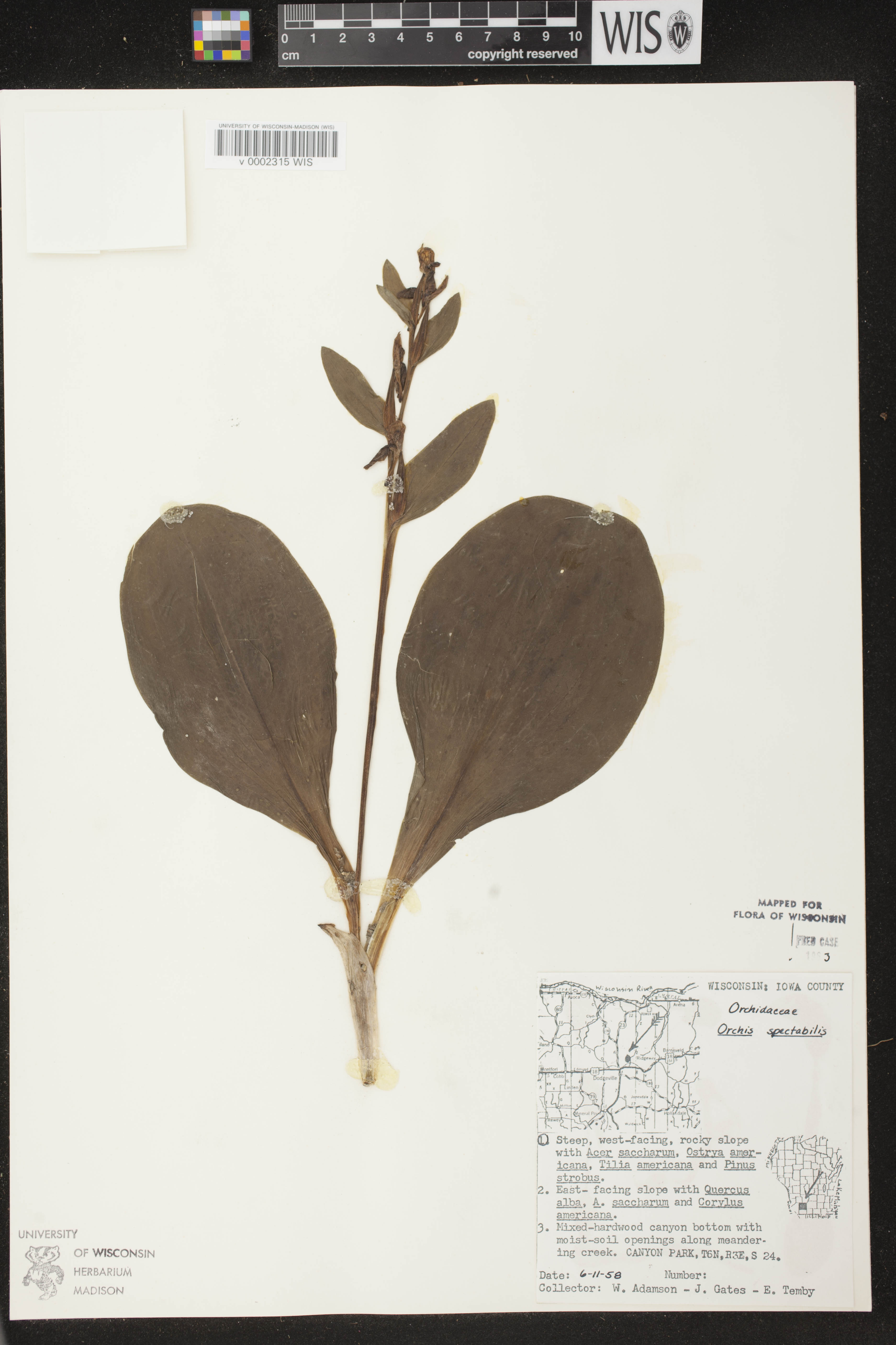 Galearis spectabilis image