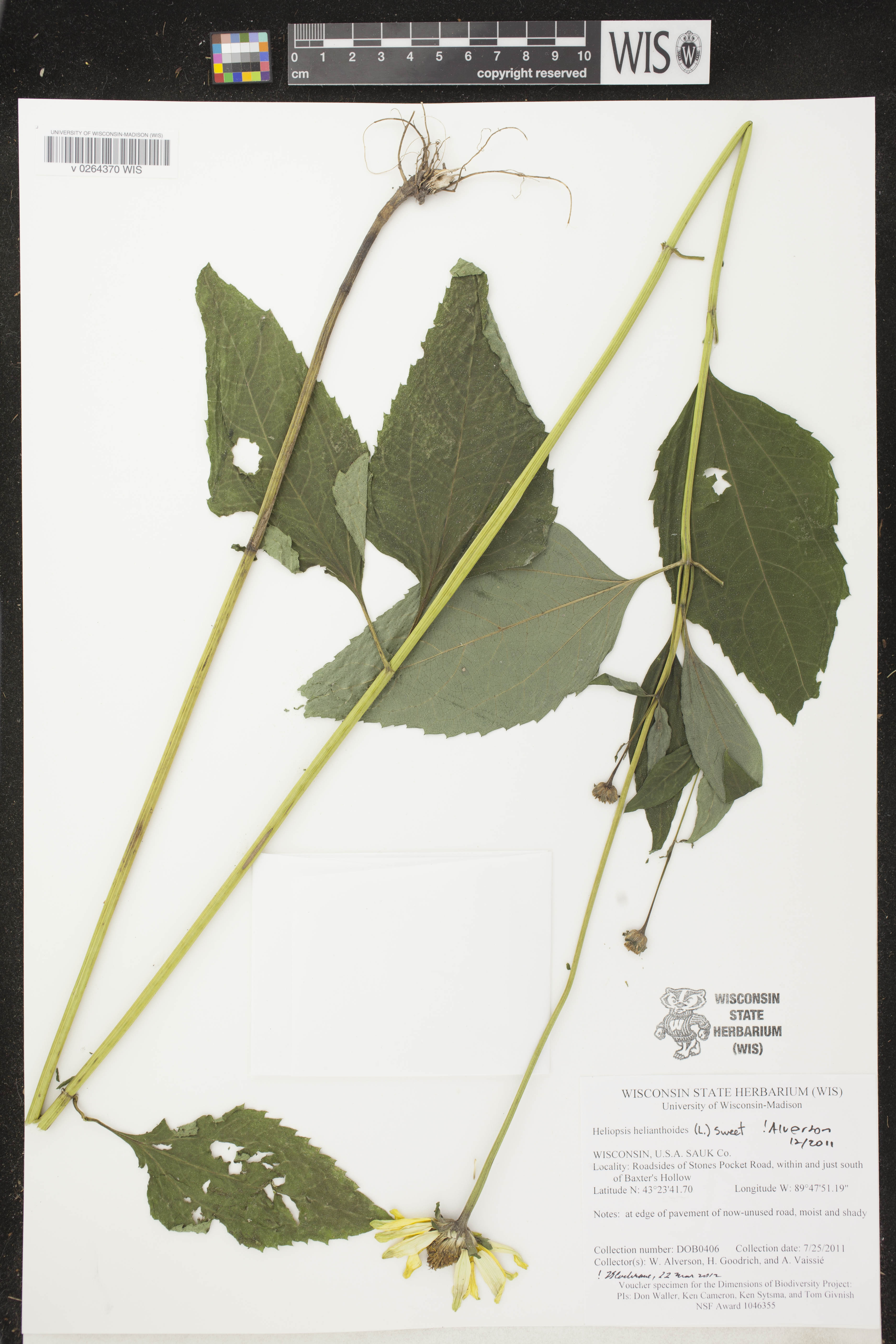 Heliopsis helianthoides image