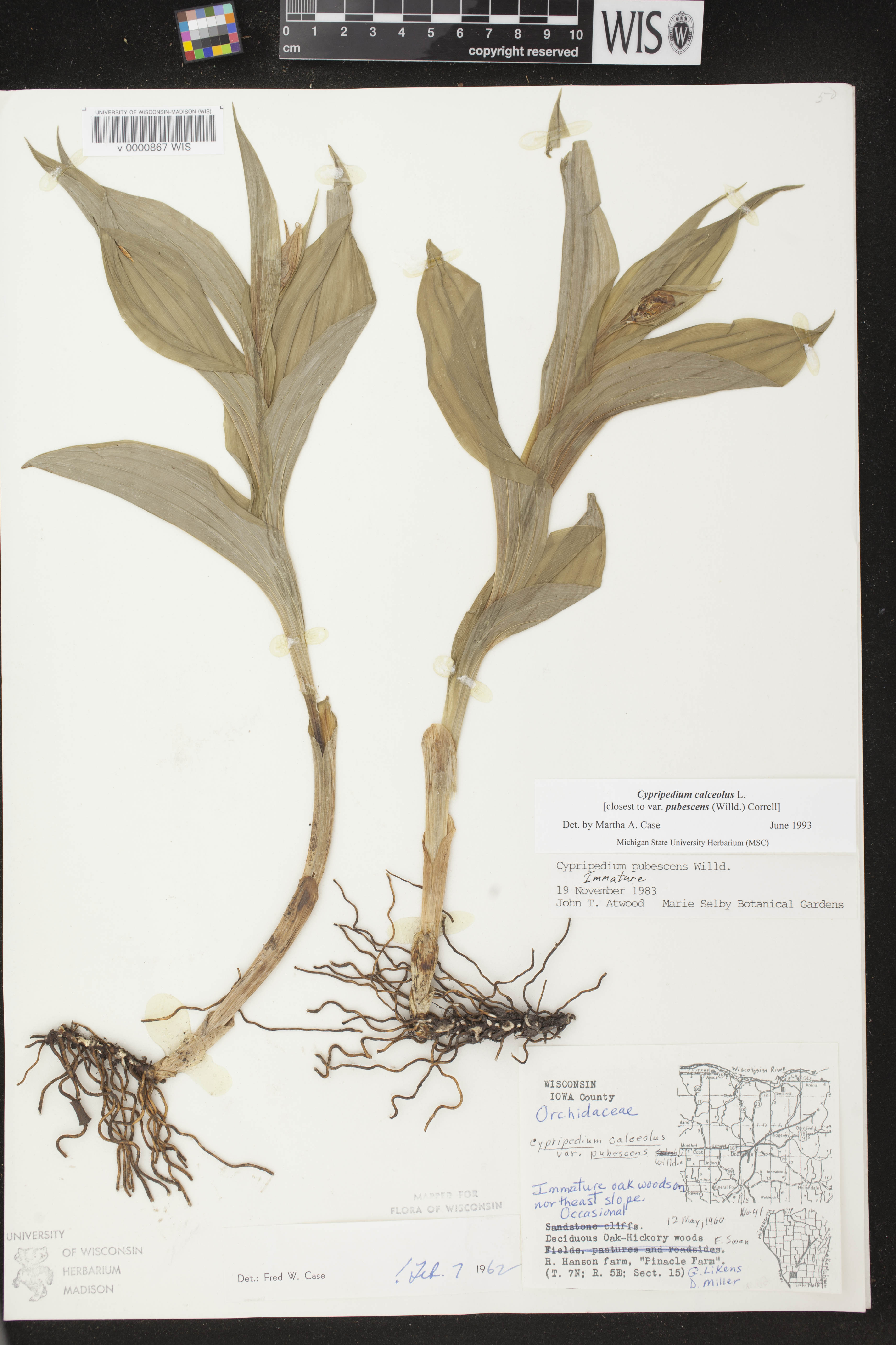 Cypripedium parviflorum var. pubescens image