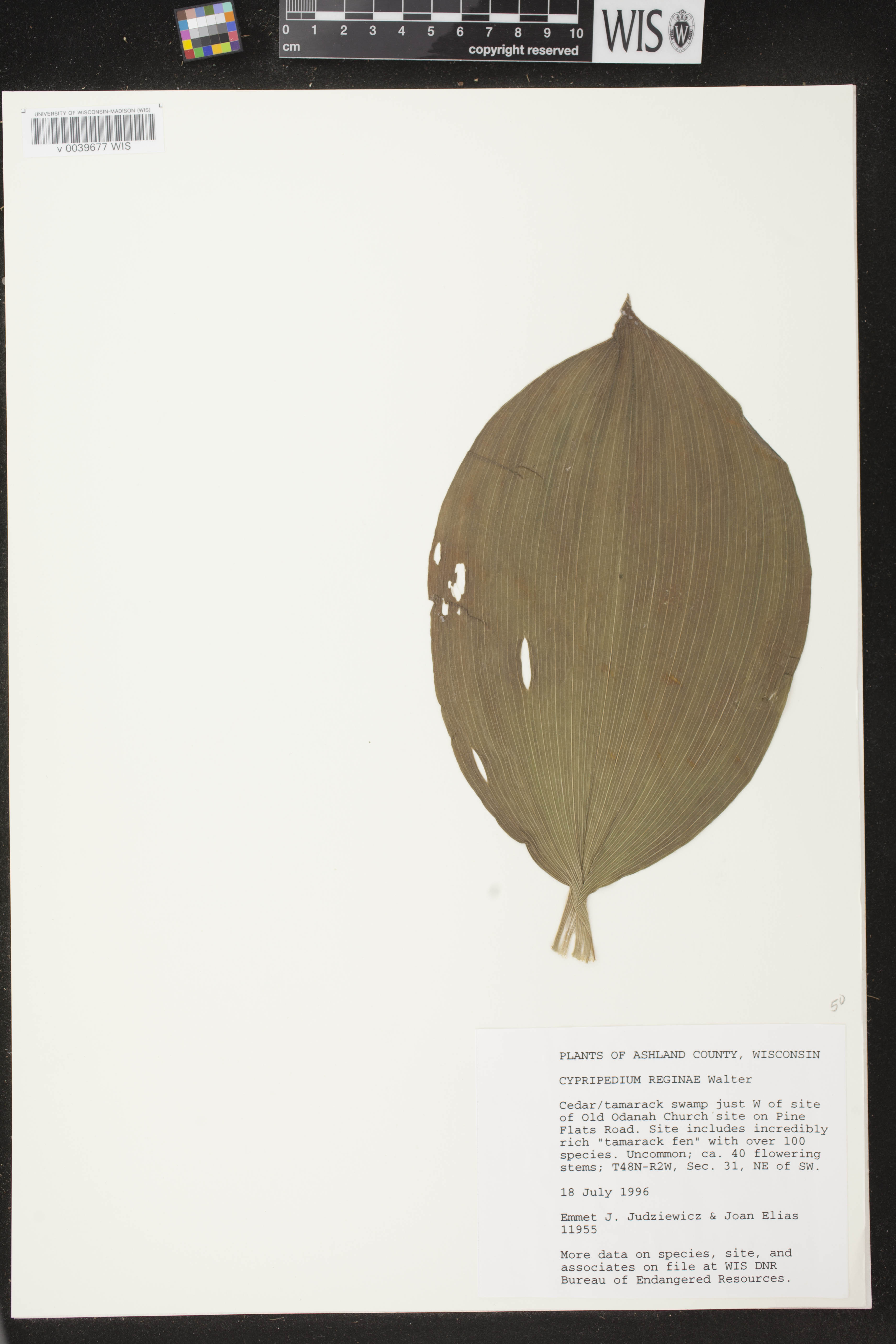 Cypripedium reginae image