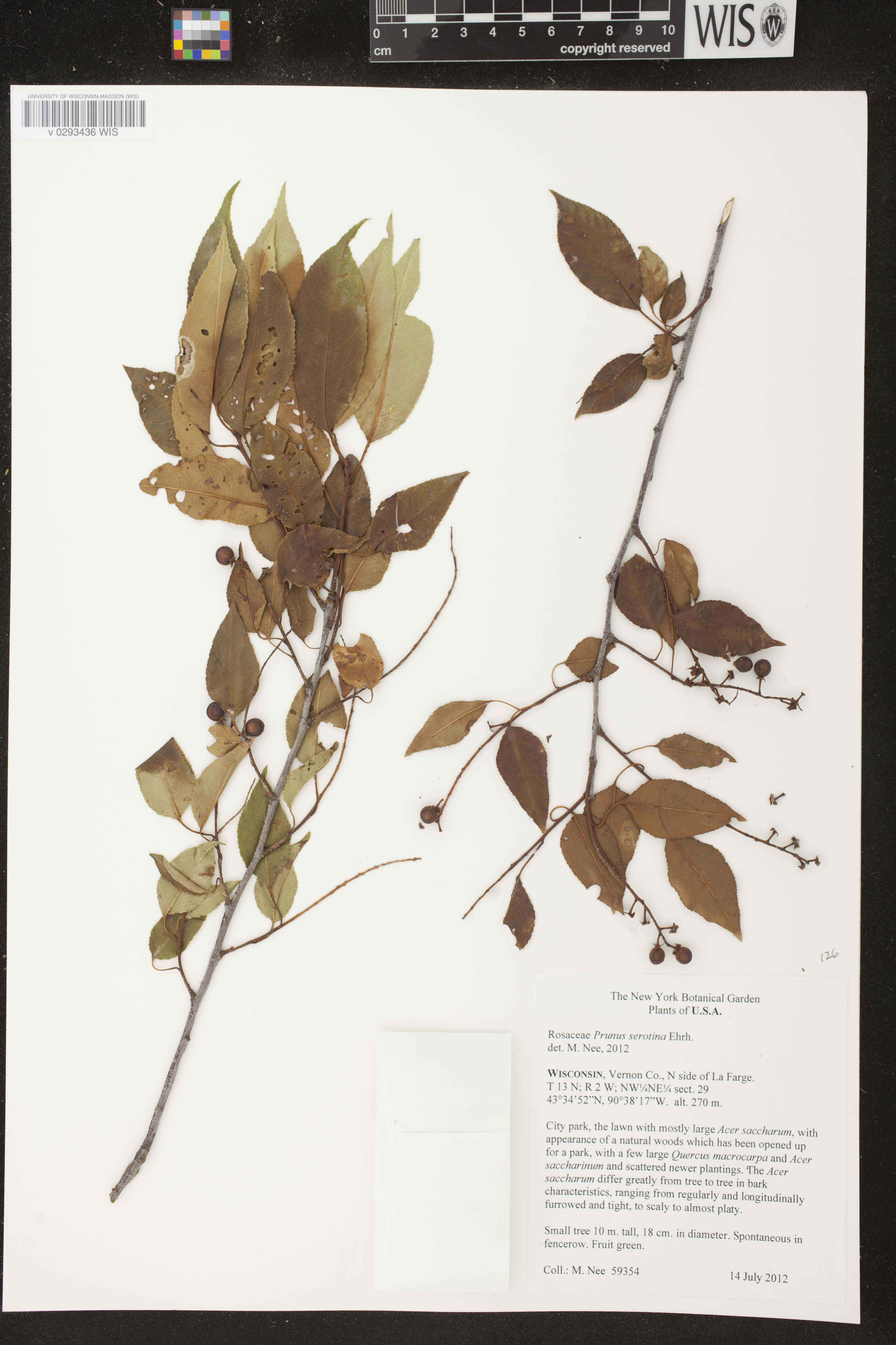 Prunus serotina var. serotina image