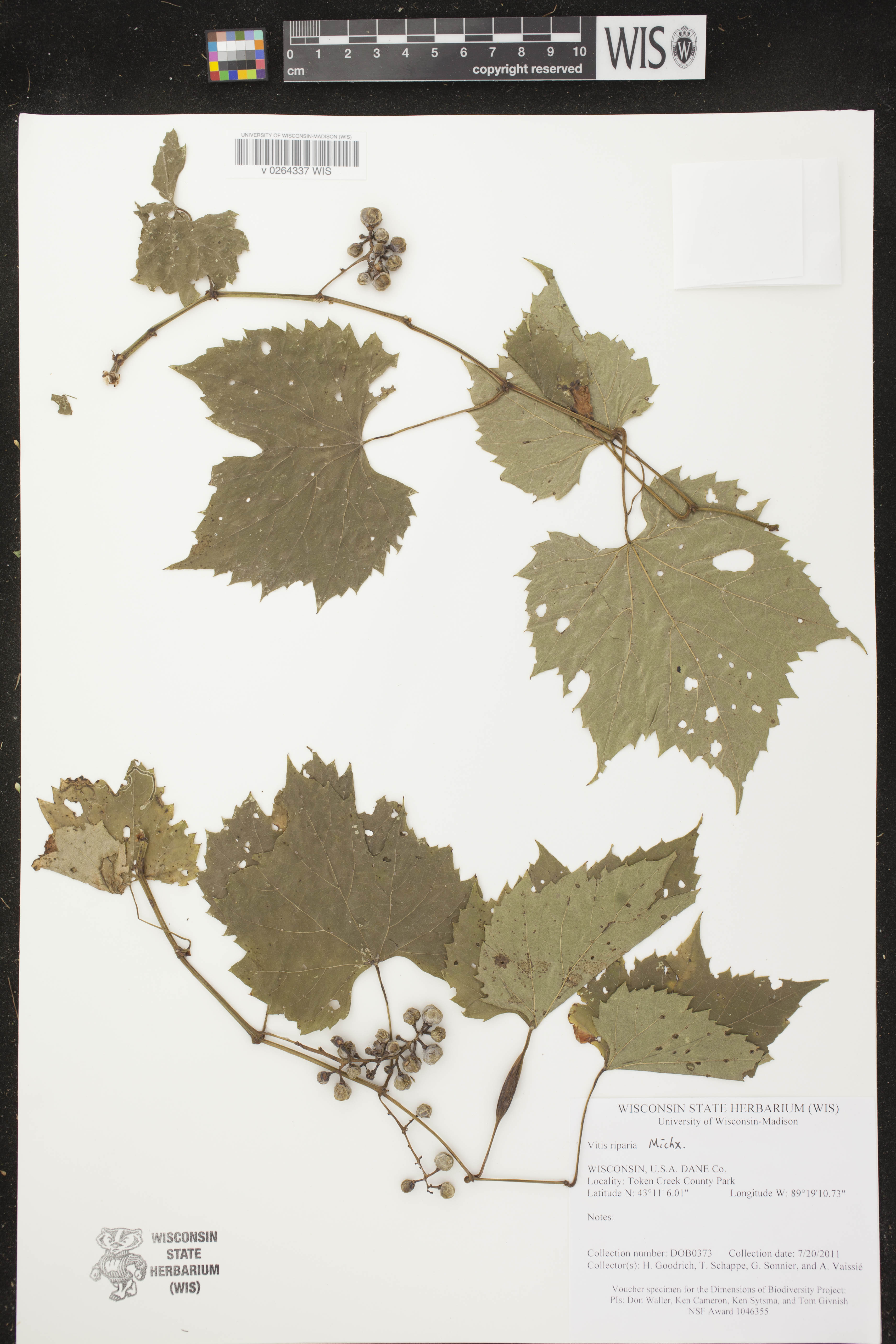 Vitis riparia image