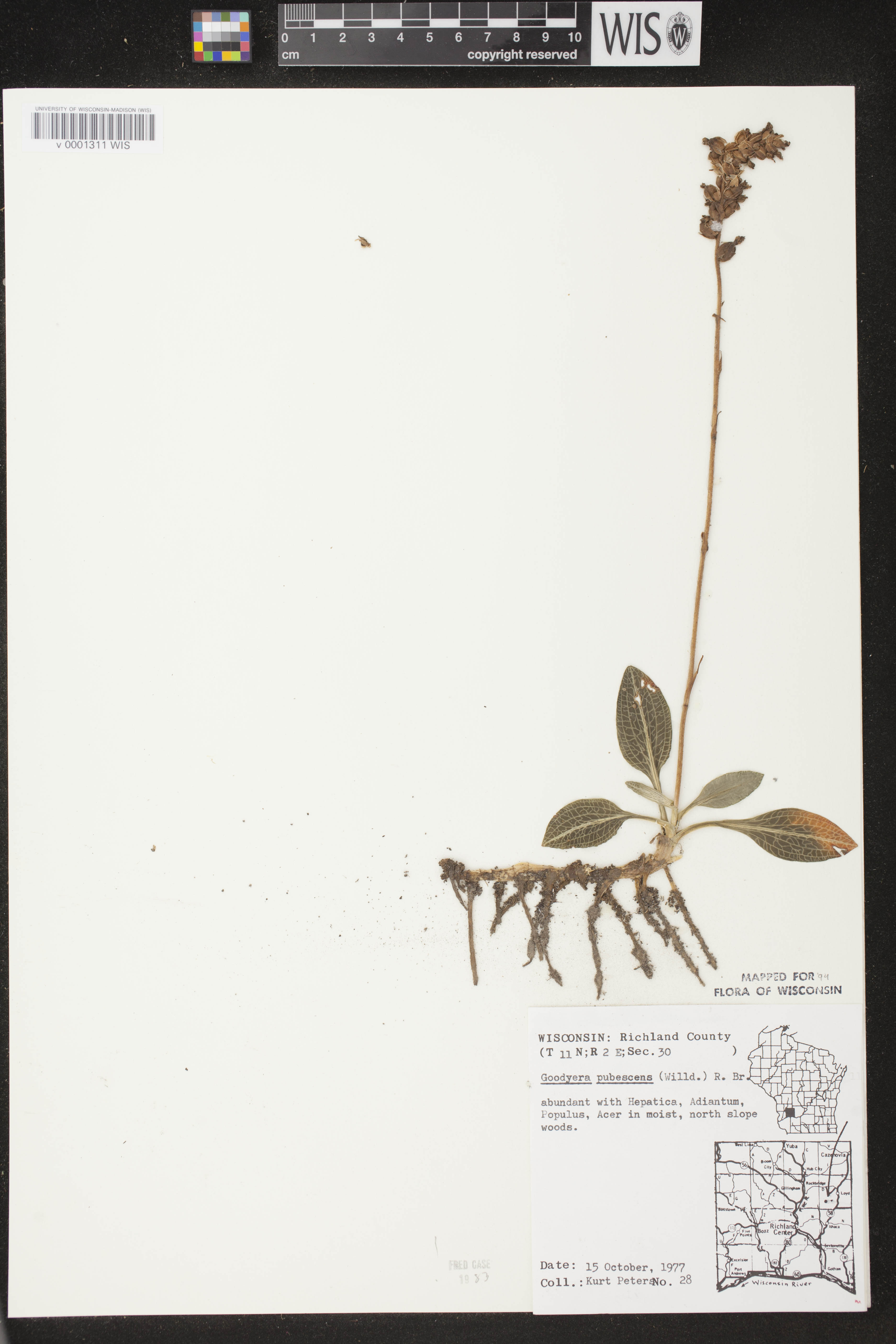 Goodyera pubescens image