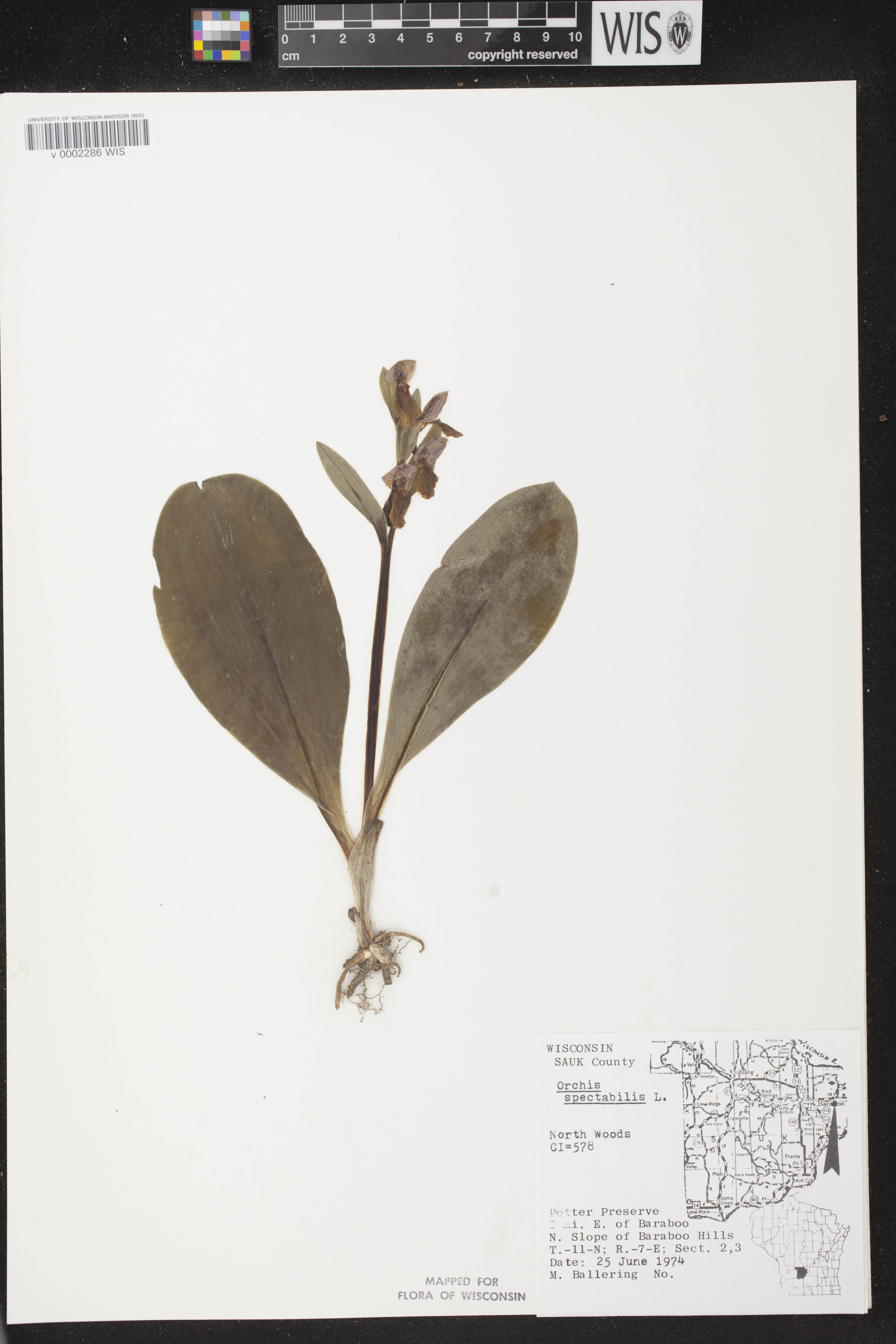 Galearis spectabilis image