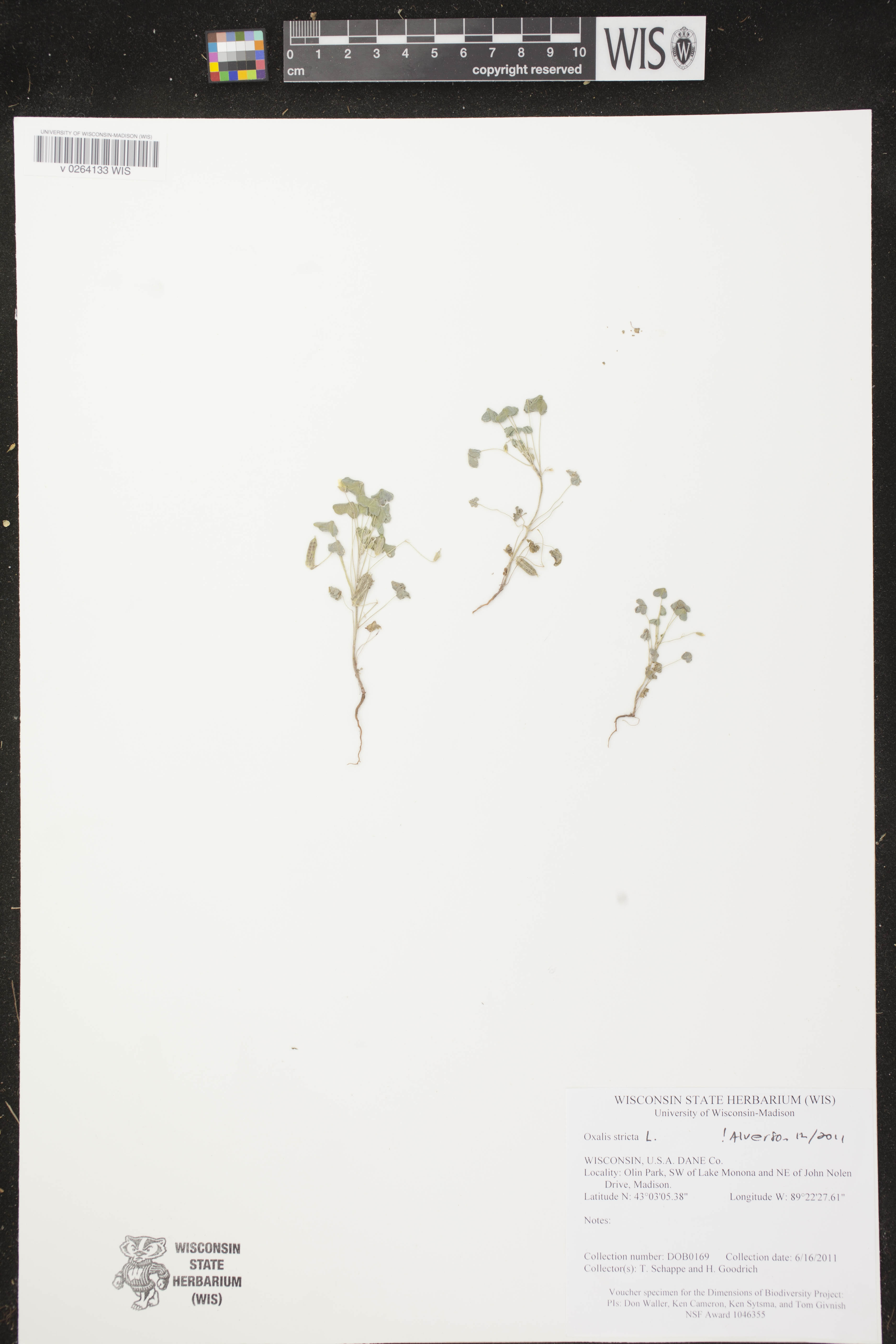 Oxalis stricta image