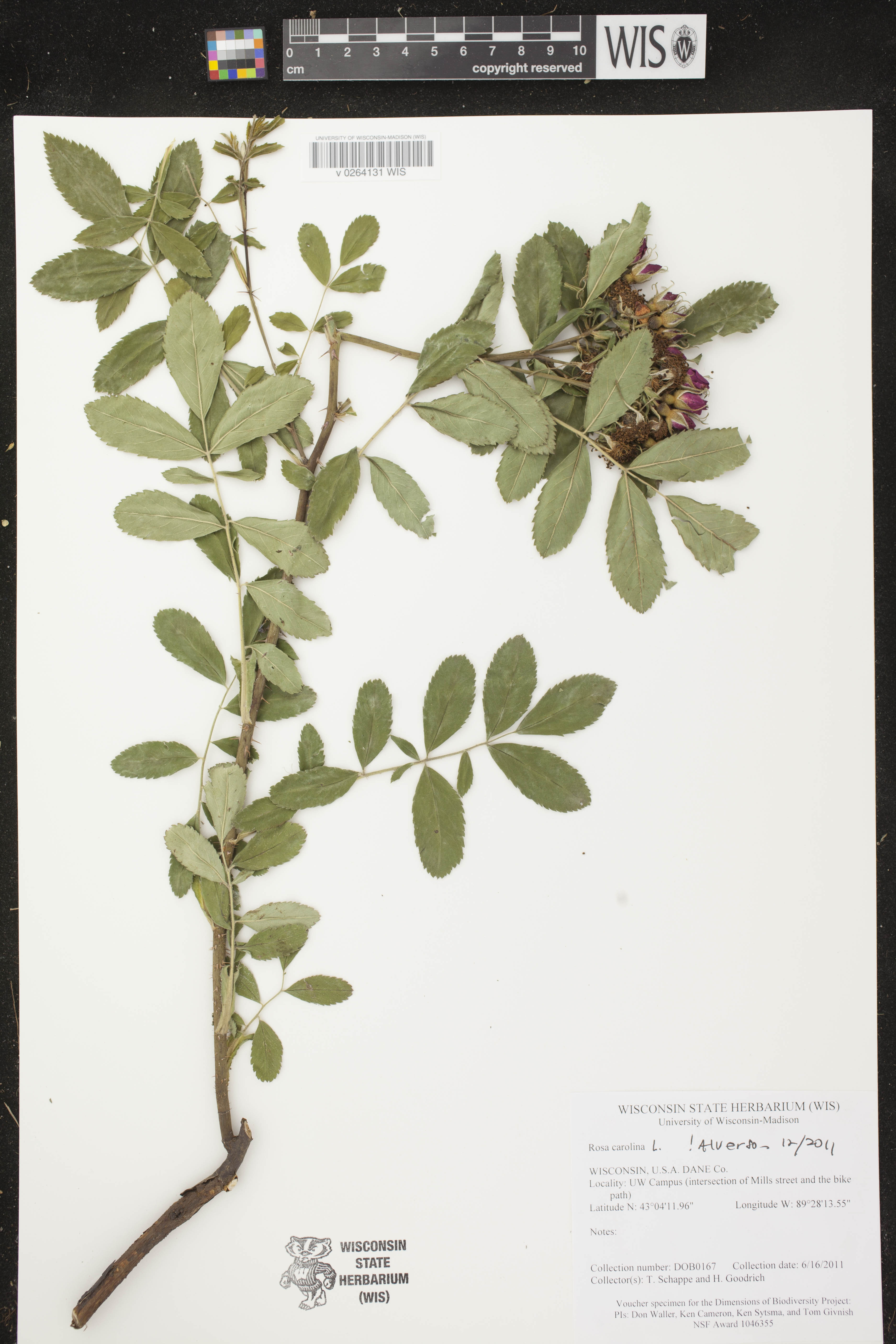 Rosa carolina image