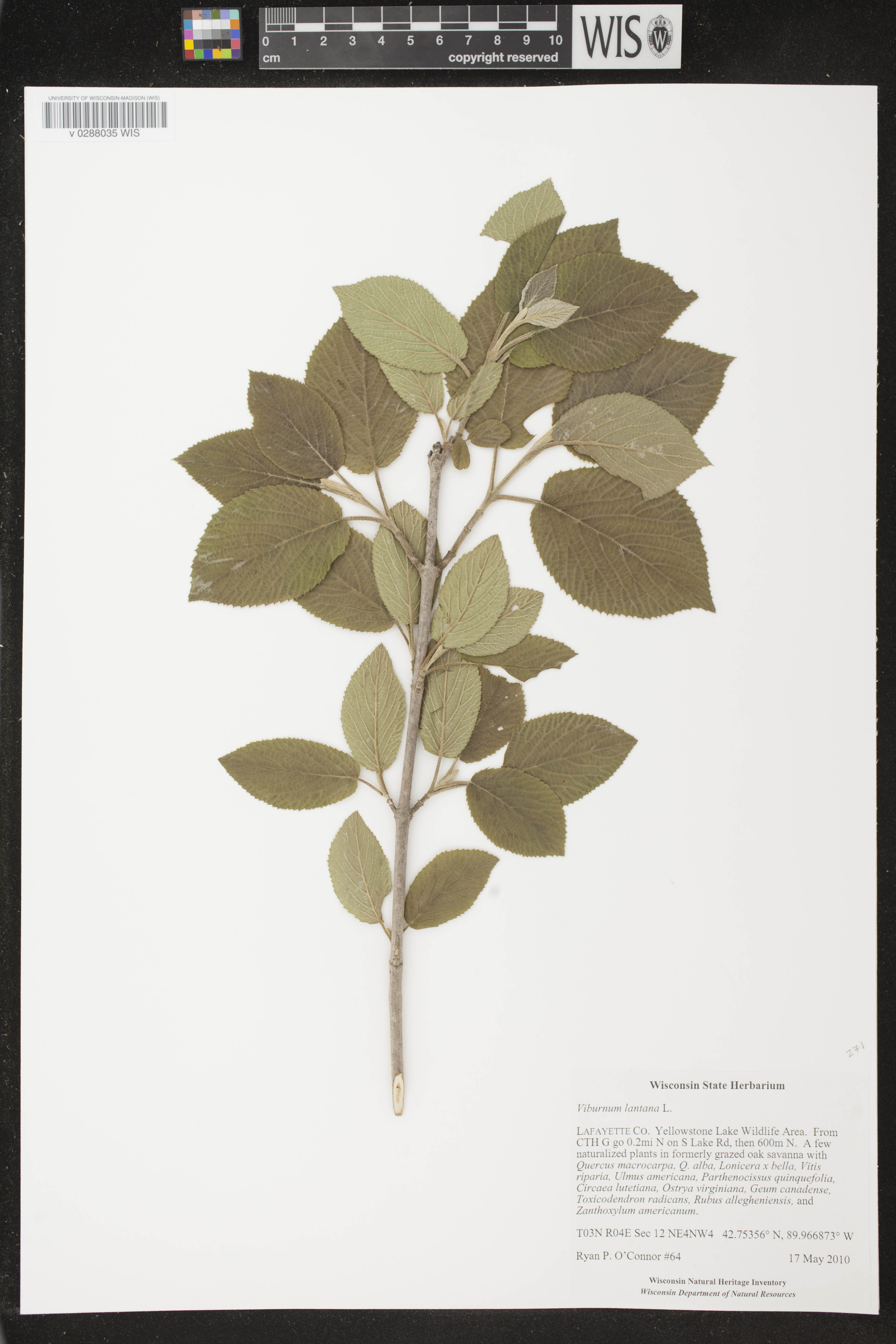 Viburnum lantana image
