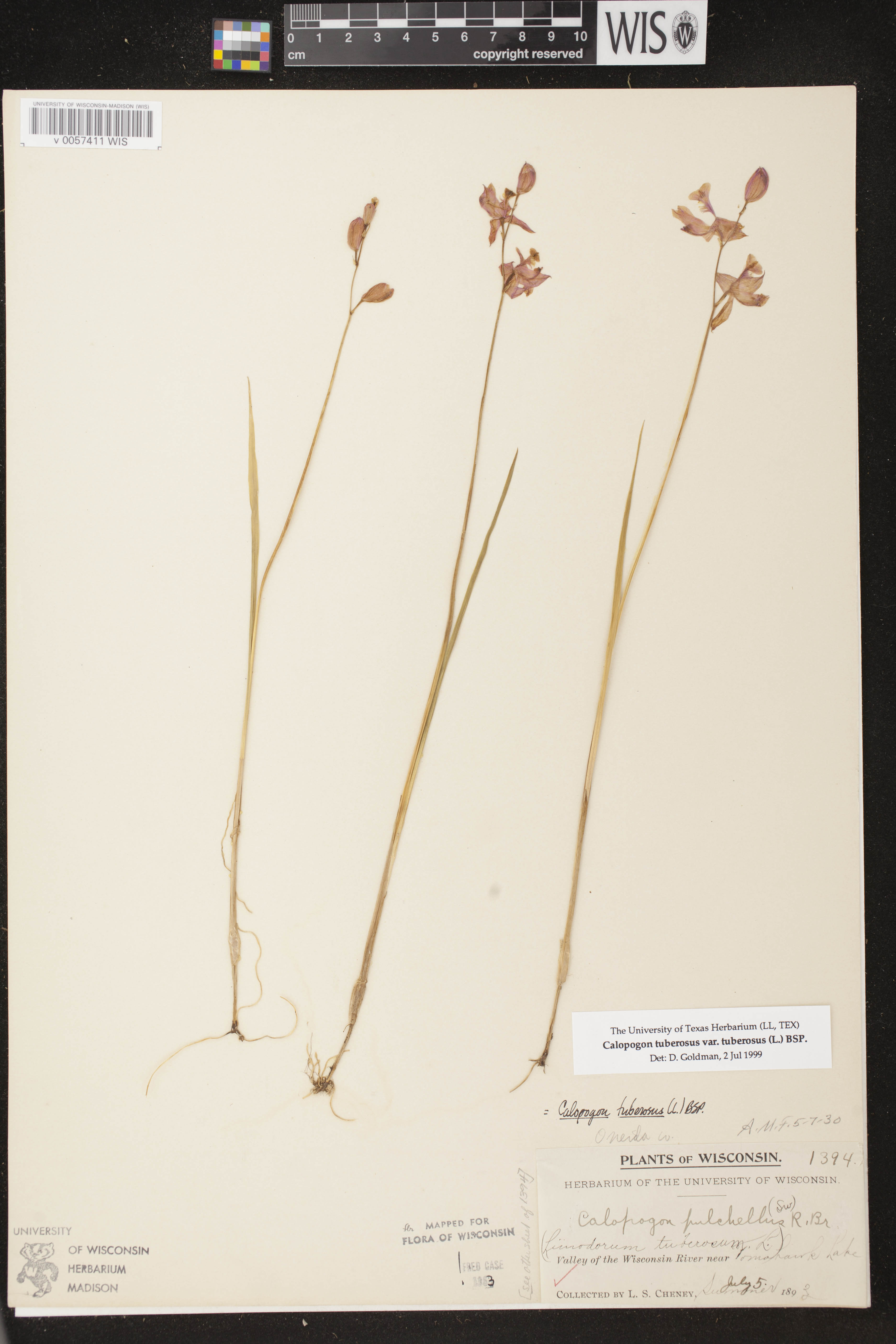 Calopogon tuberosus image