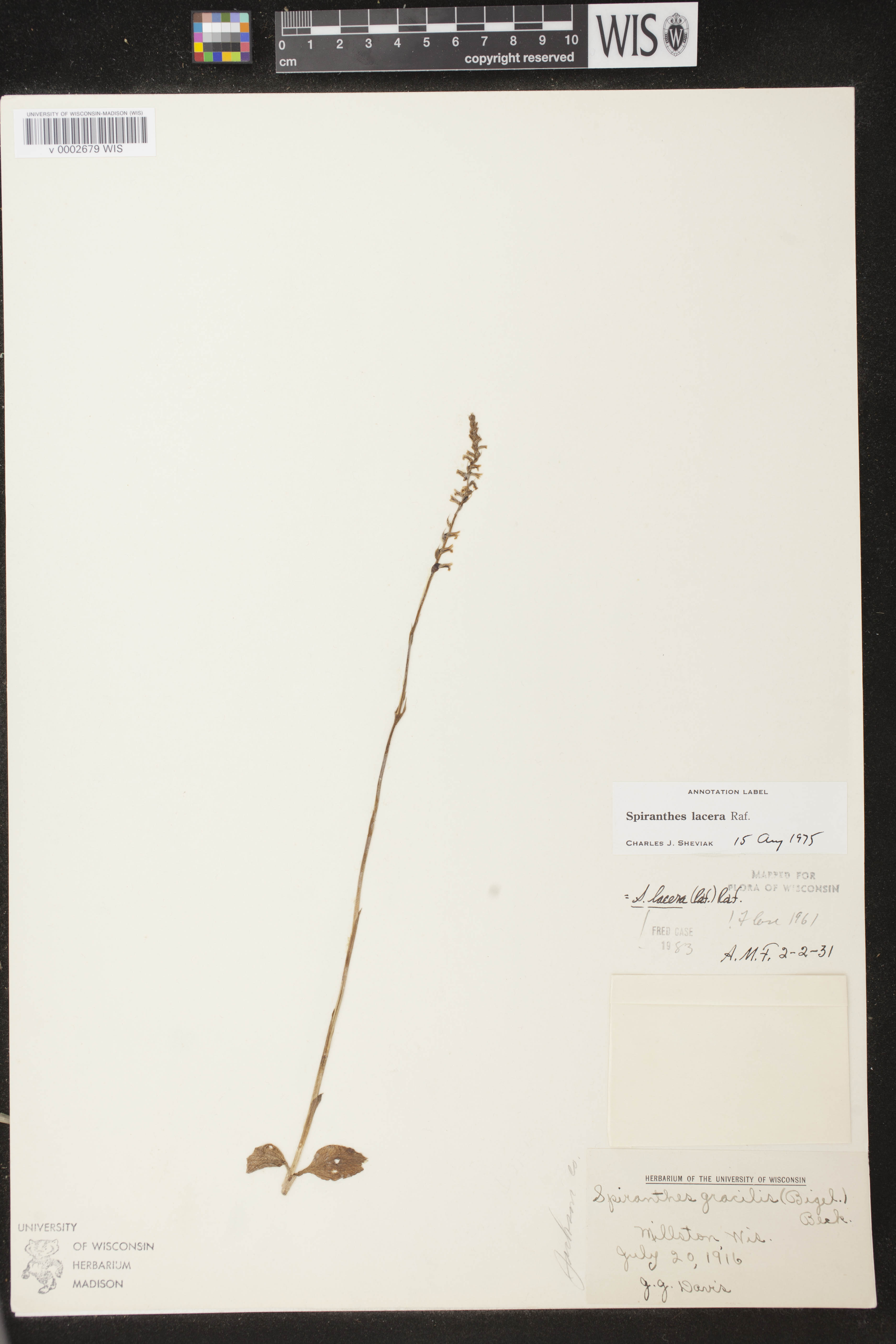 Spiranthes lacera var. lacera image