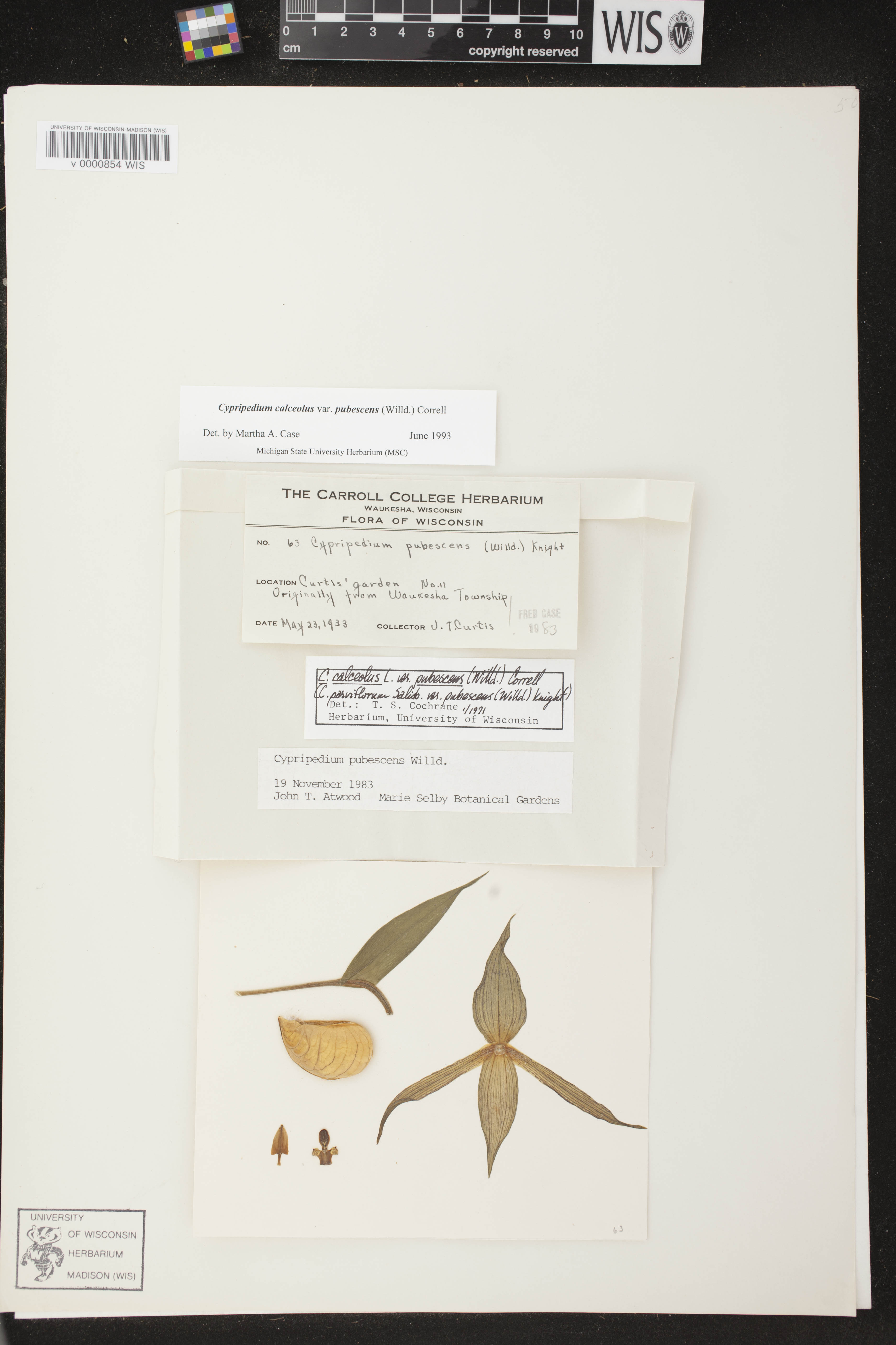 Cypripedium parviflorum var. pubescens image