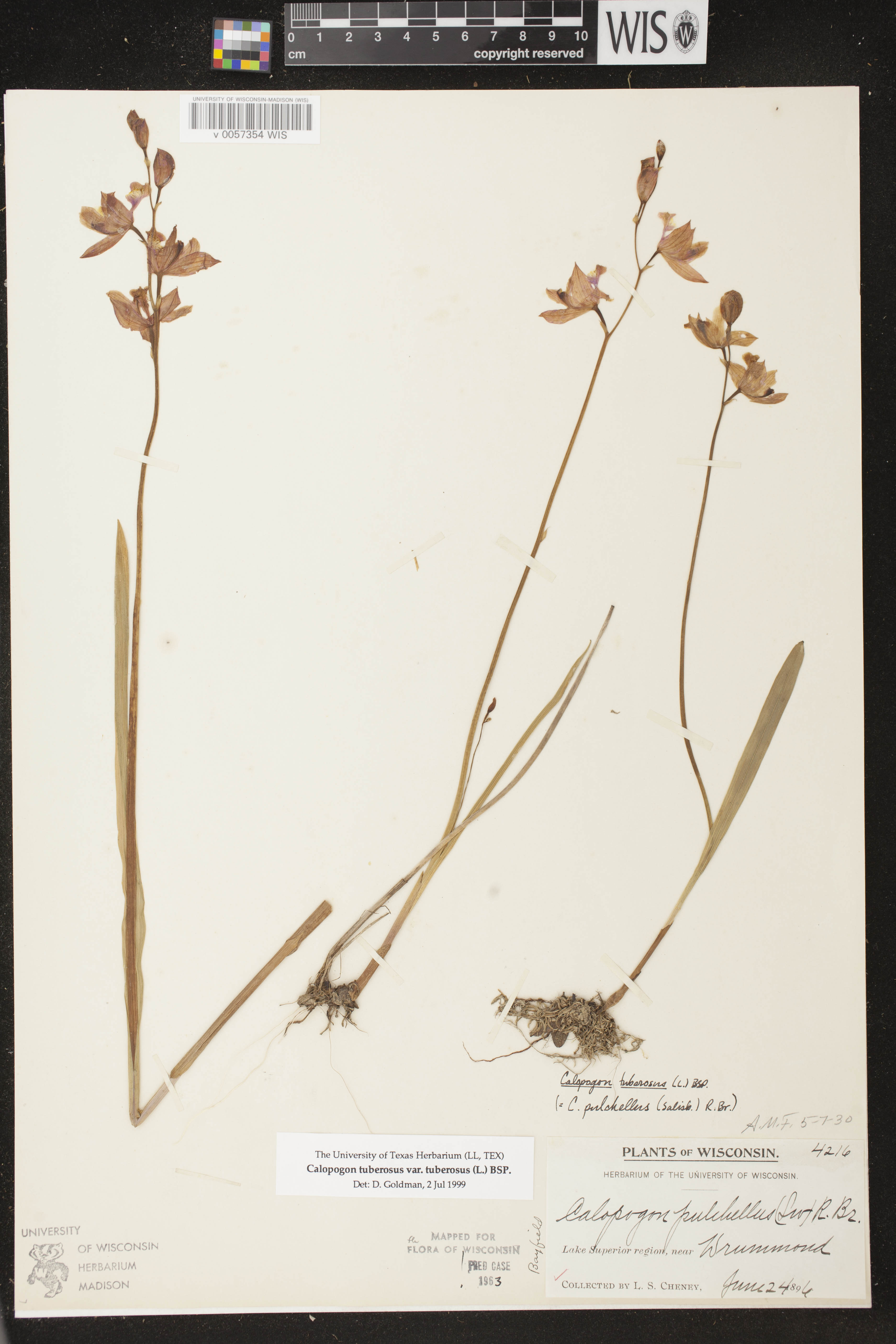 Calopogon tuberosus image
