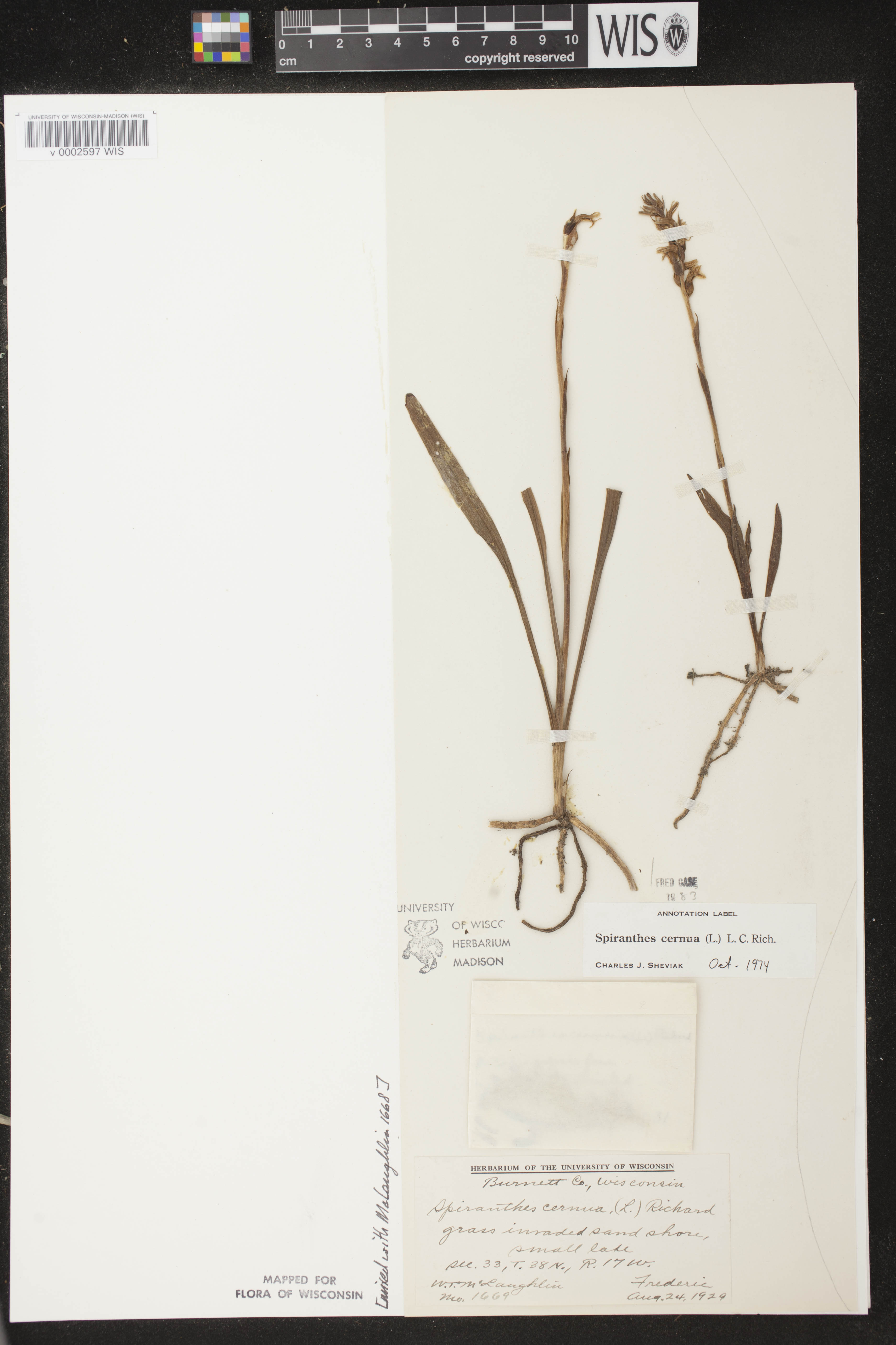 Spiranthes cernua image