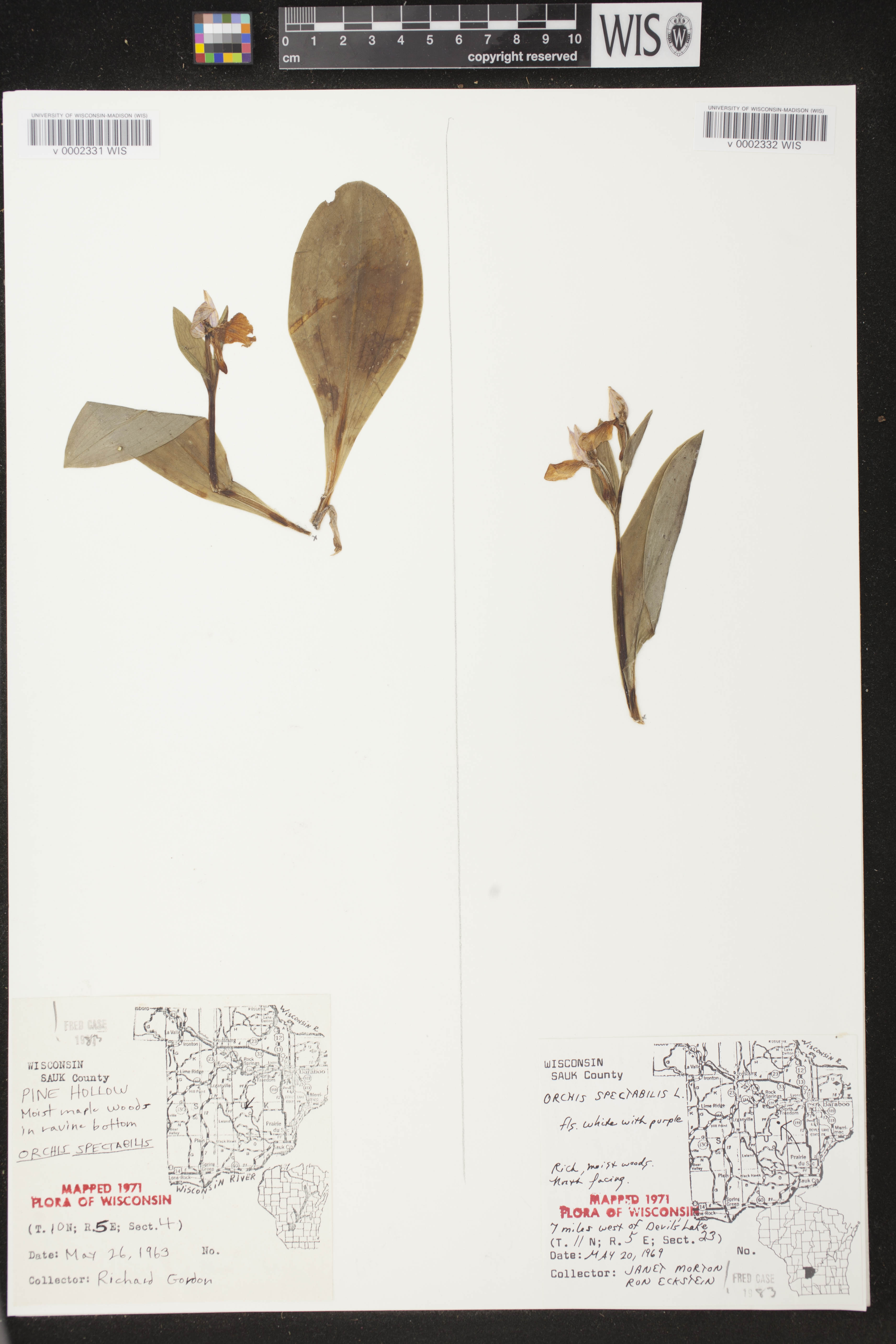 Galearis spectabilis image