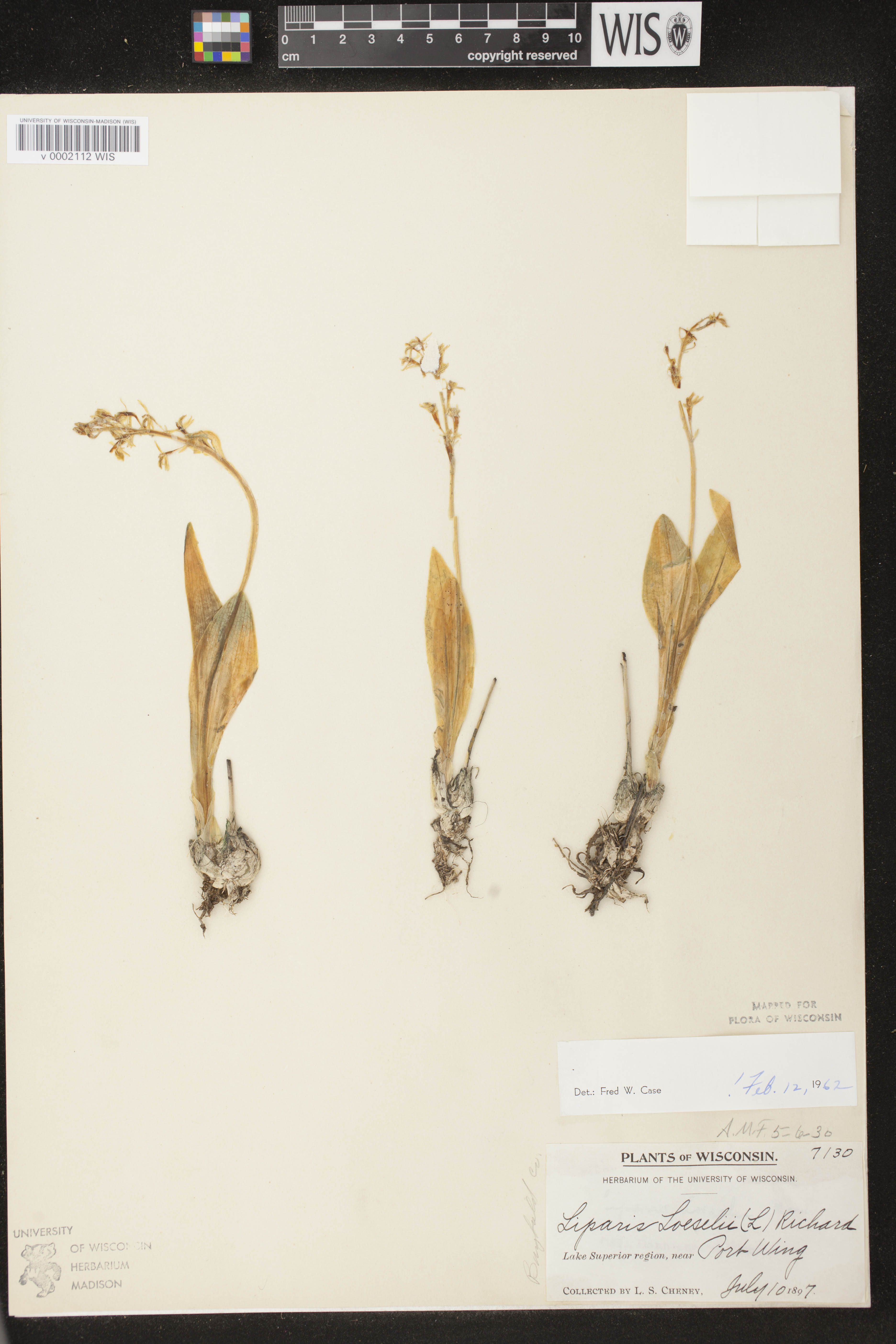 Liparis loeselii image