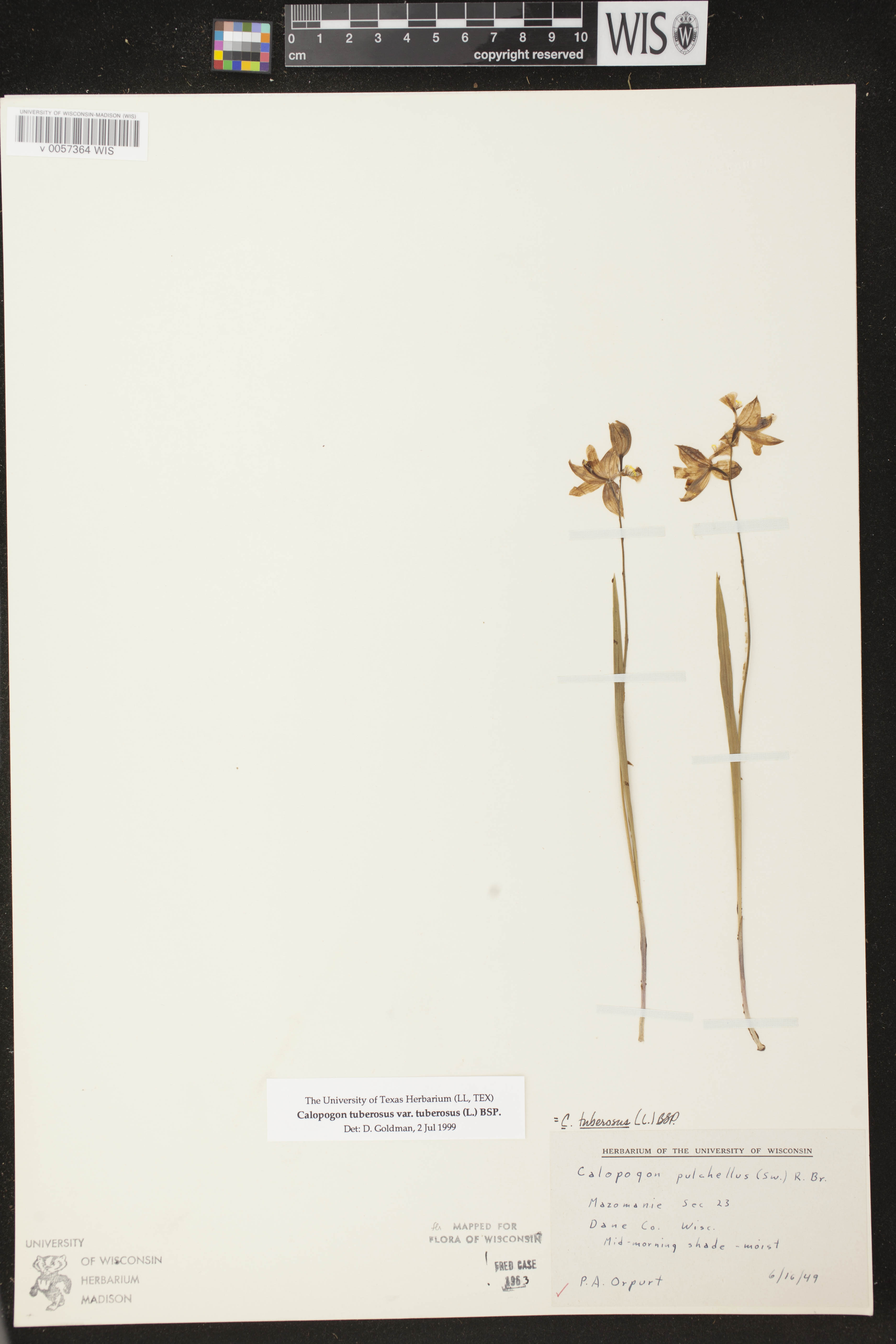 Calopogon tuberosus image