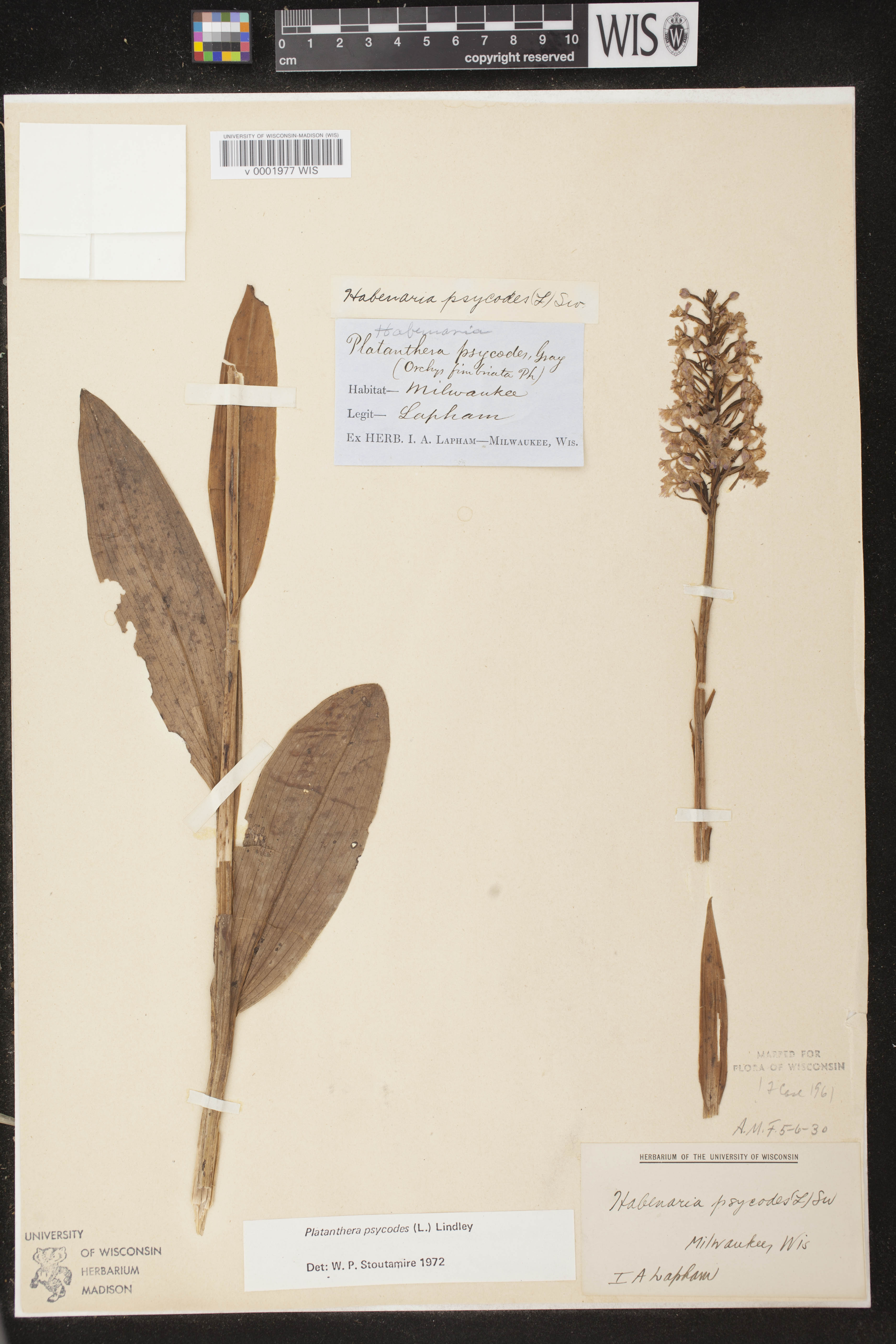 Platanthera psycodes image