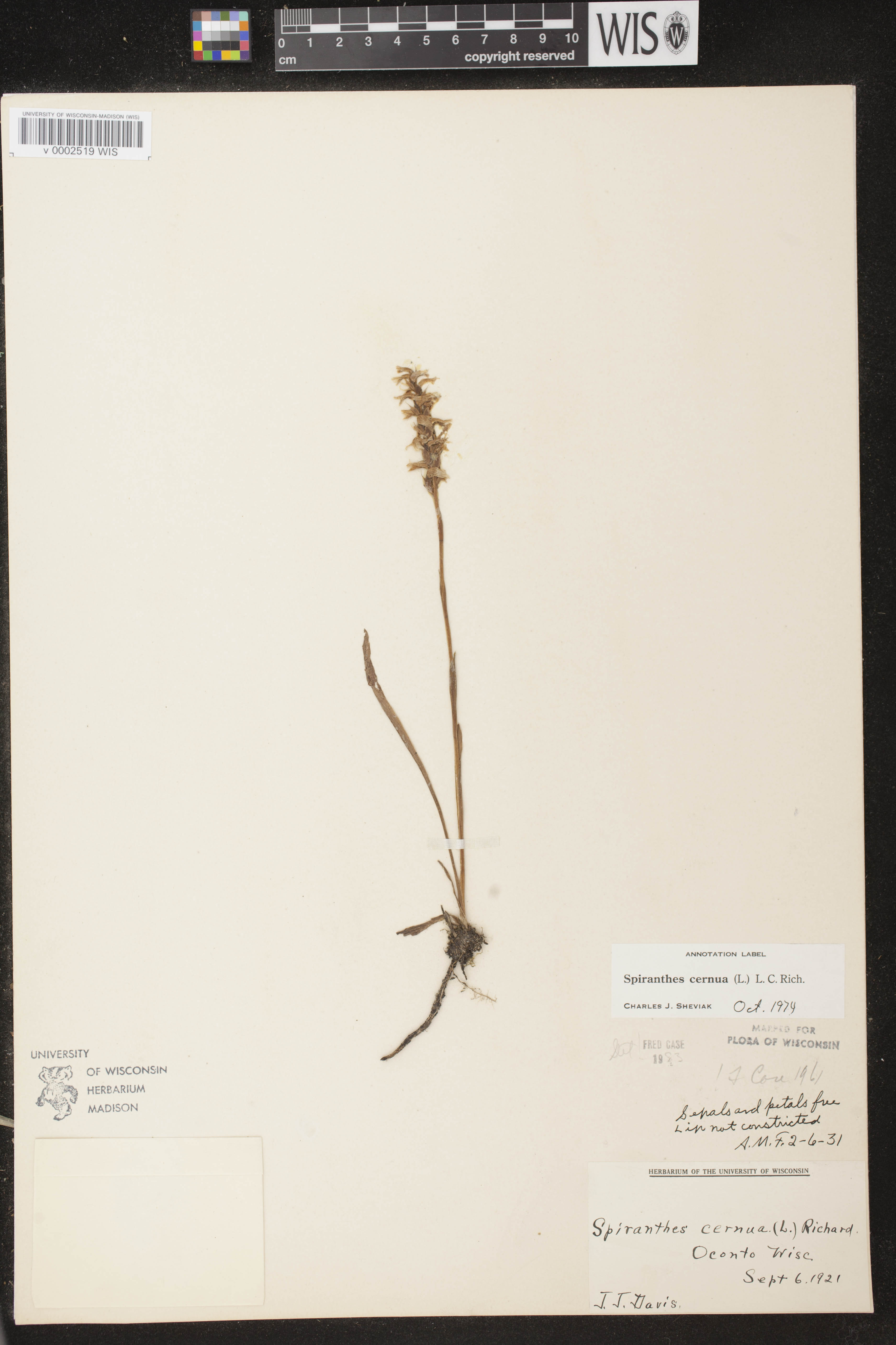 Spiranthes cernua image
