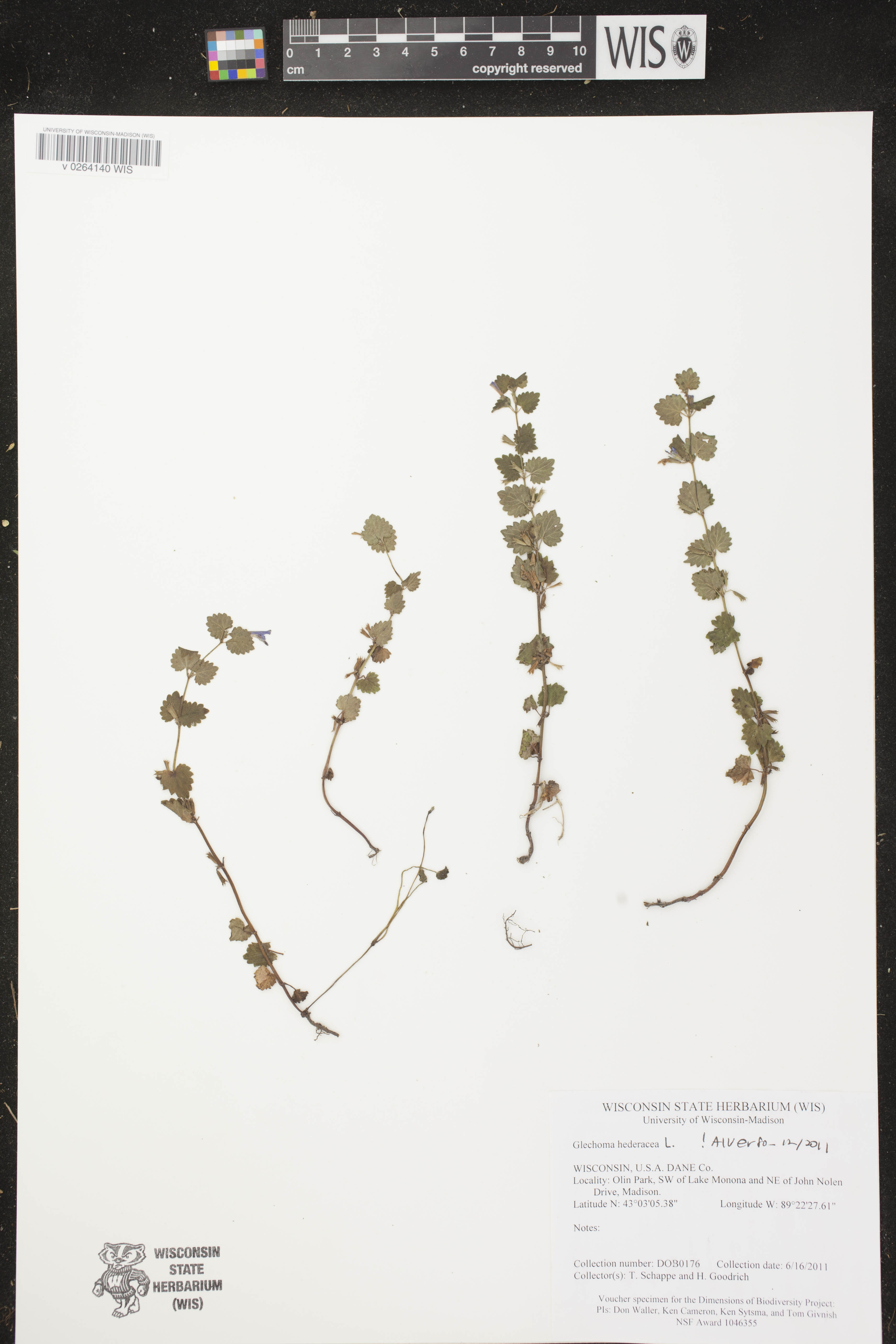 Glechoma hederacea image
