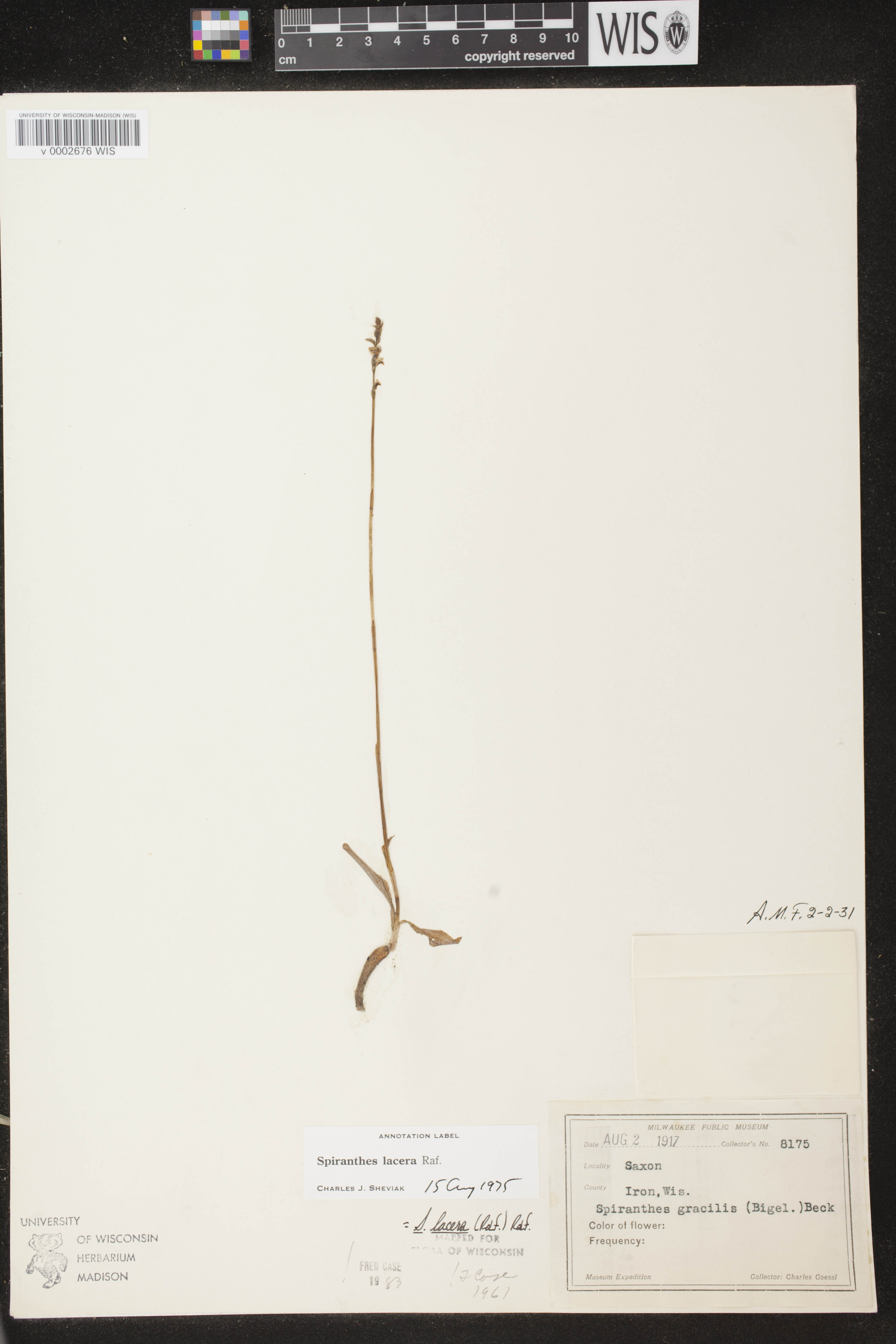 Spiranthes lacera var. lacera image