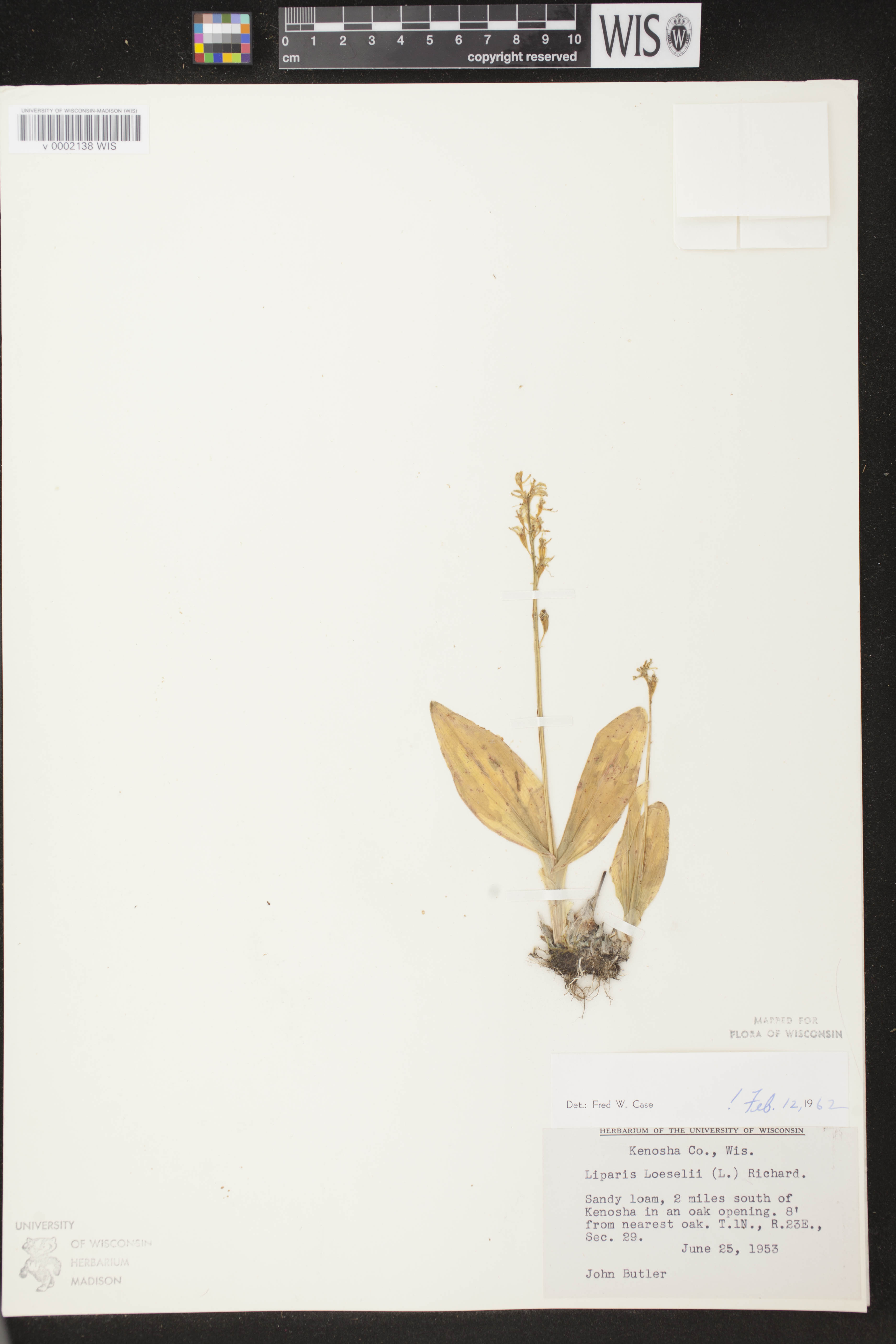 Liparis loeselii image