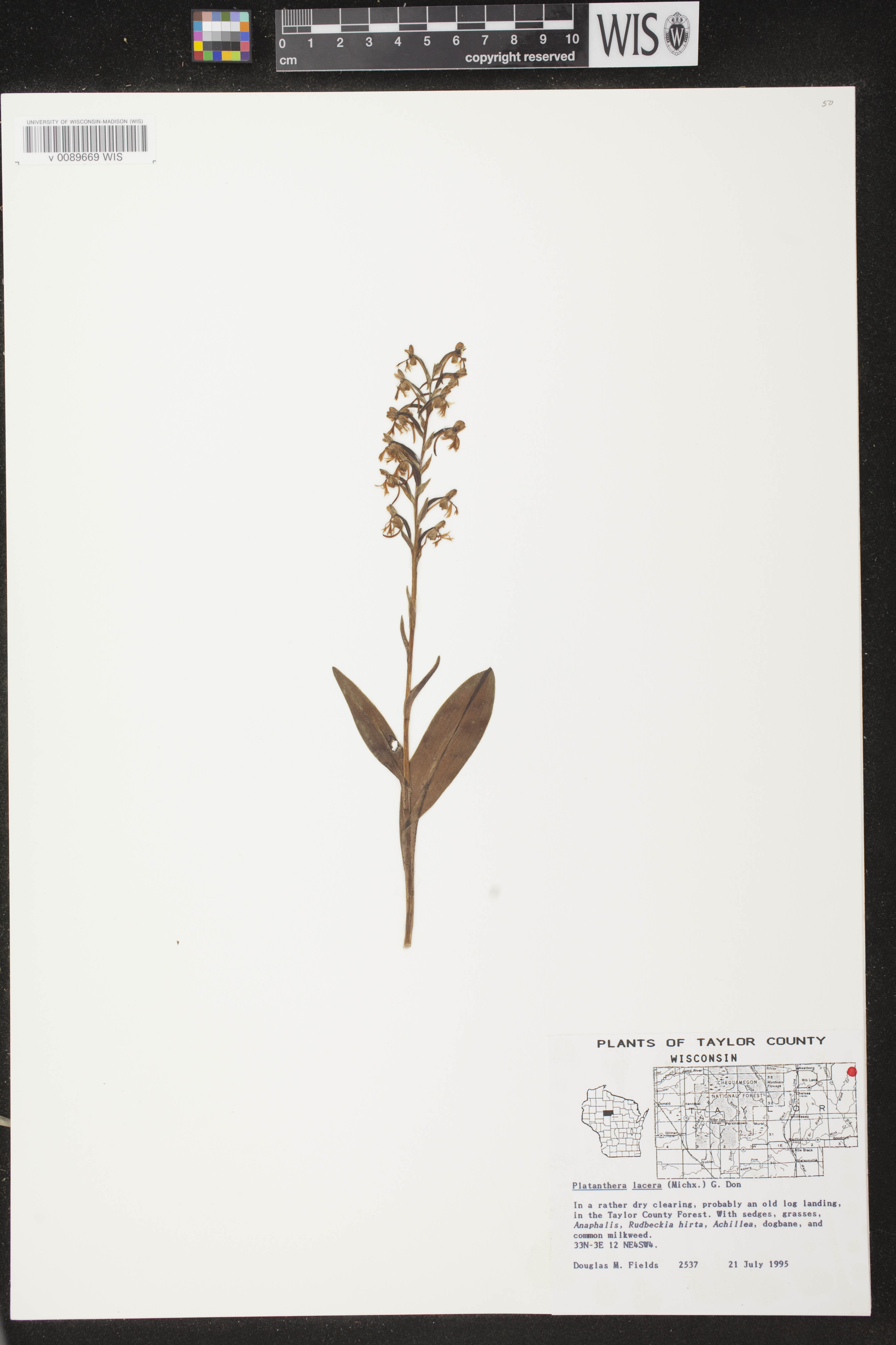 Platanthera lacera image