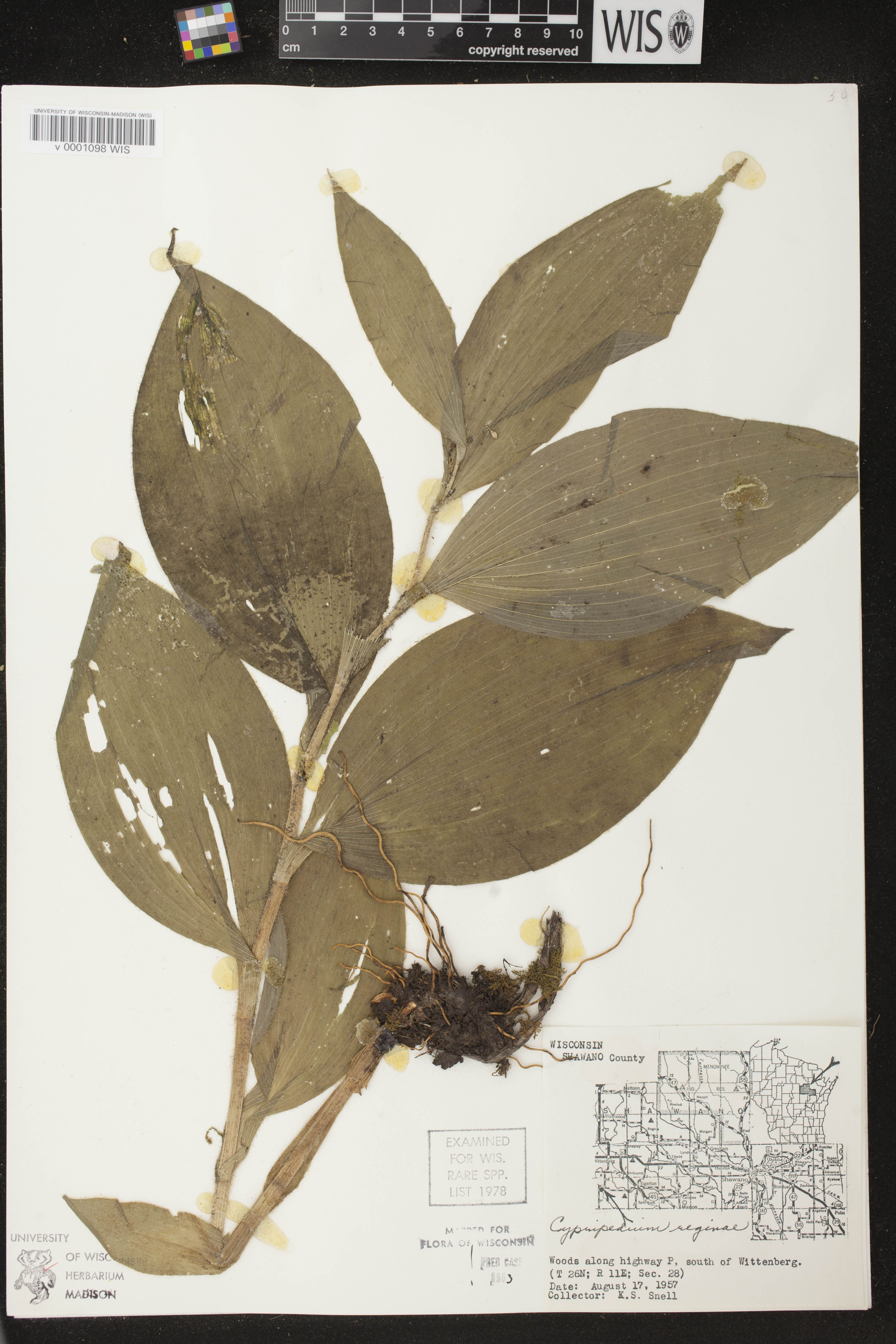 Cypripedium reginae image