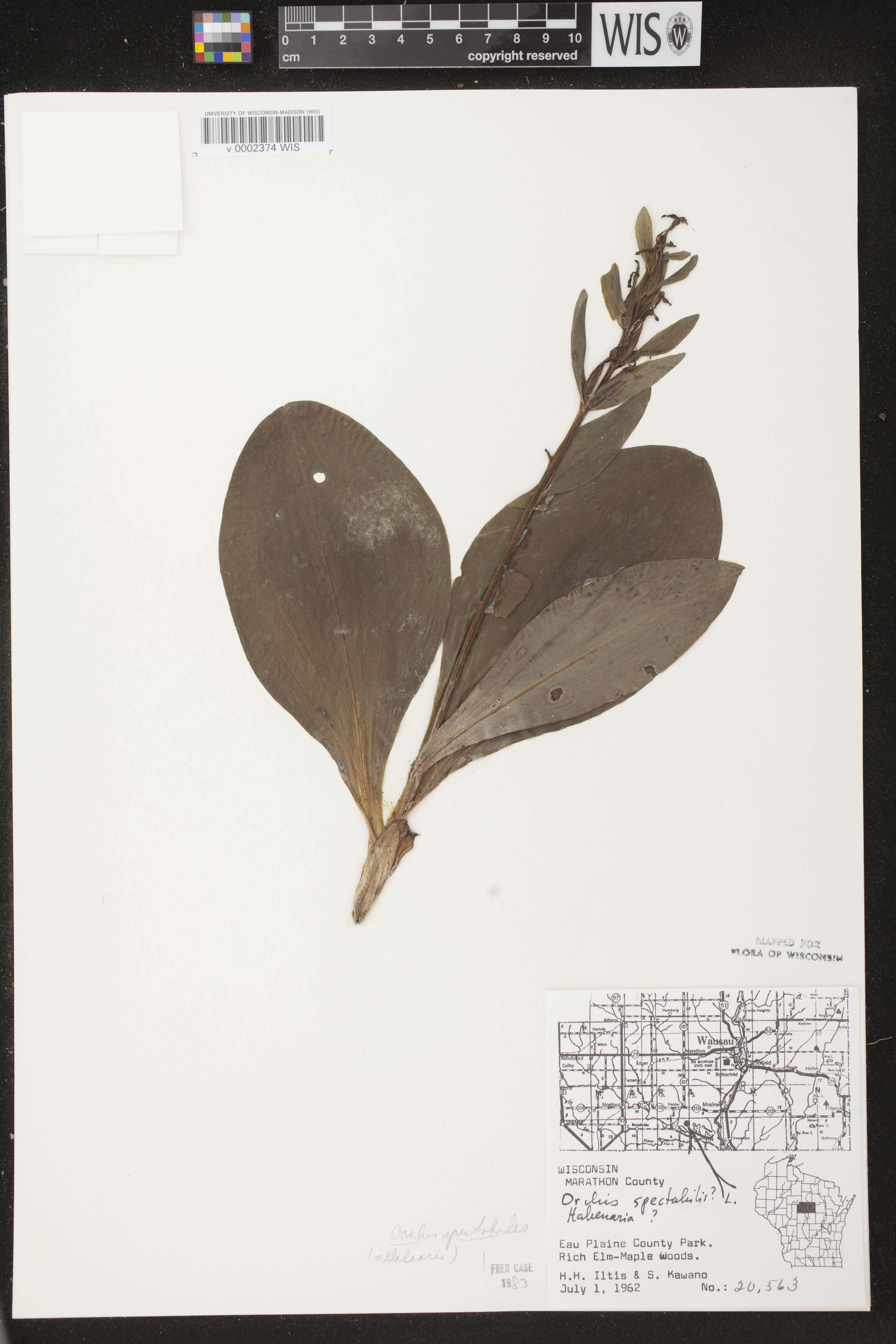 Galearis spectabilis image