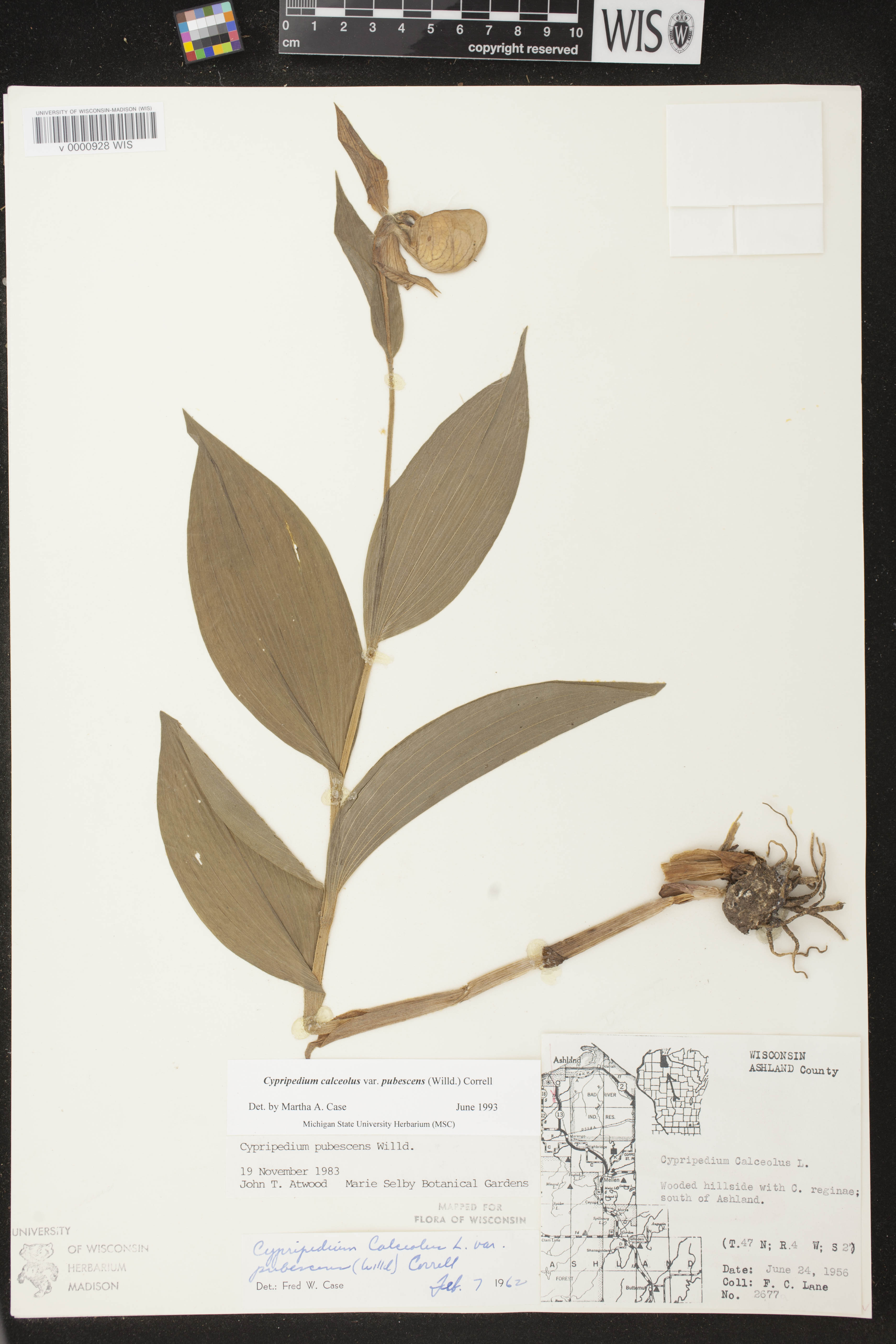 Cypripedium parviflorum image