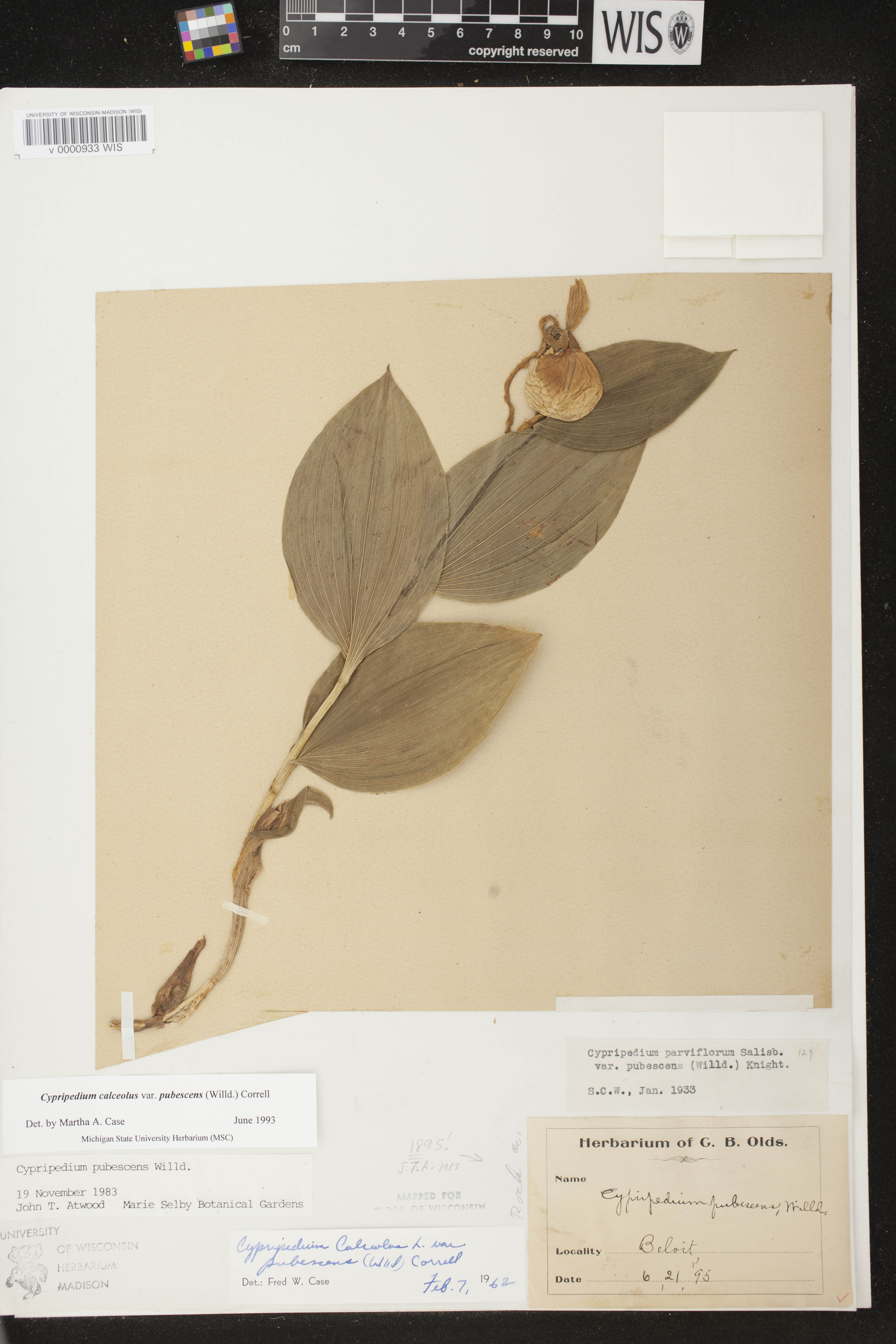 Cypripedium parviflorum var. pubescens image