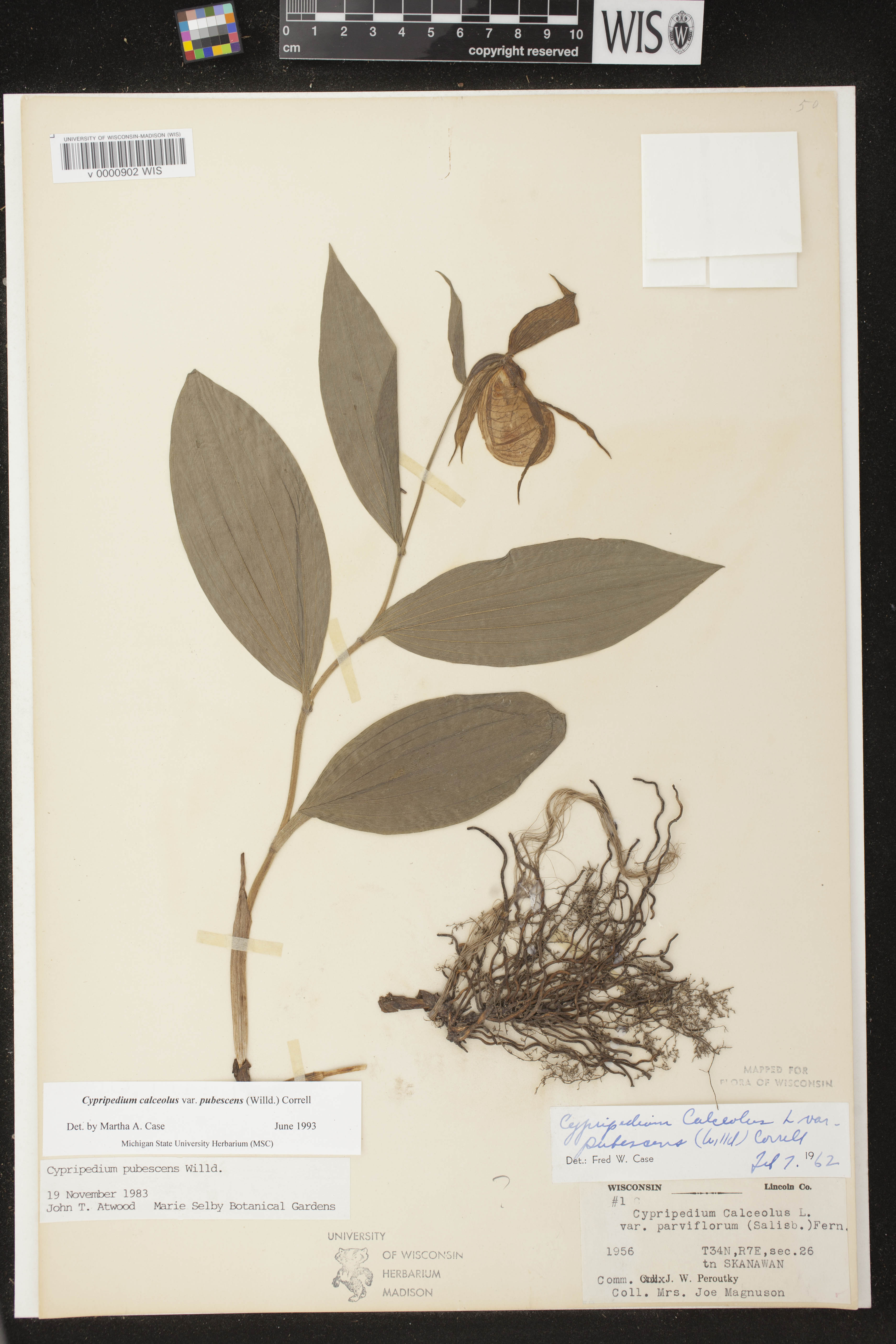 Cypripedium parviflorum var. pubescens image